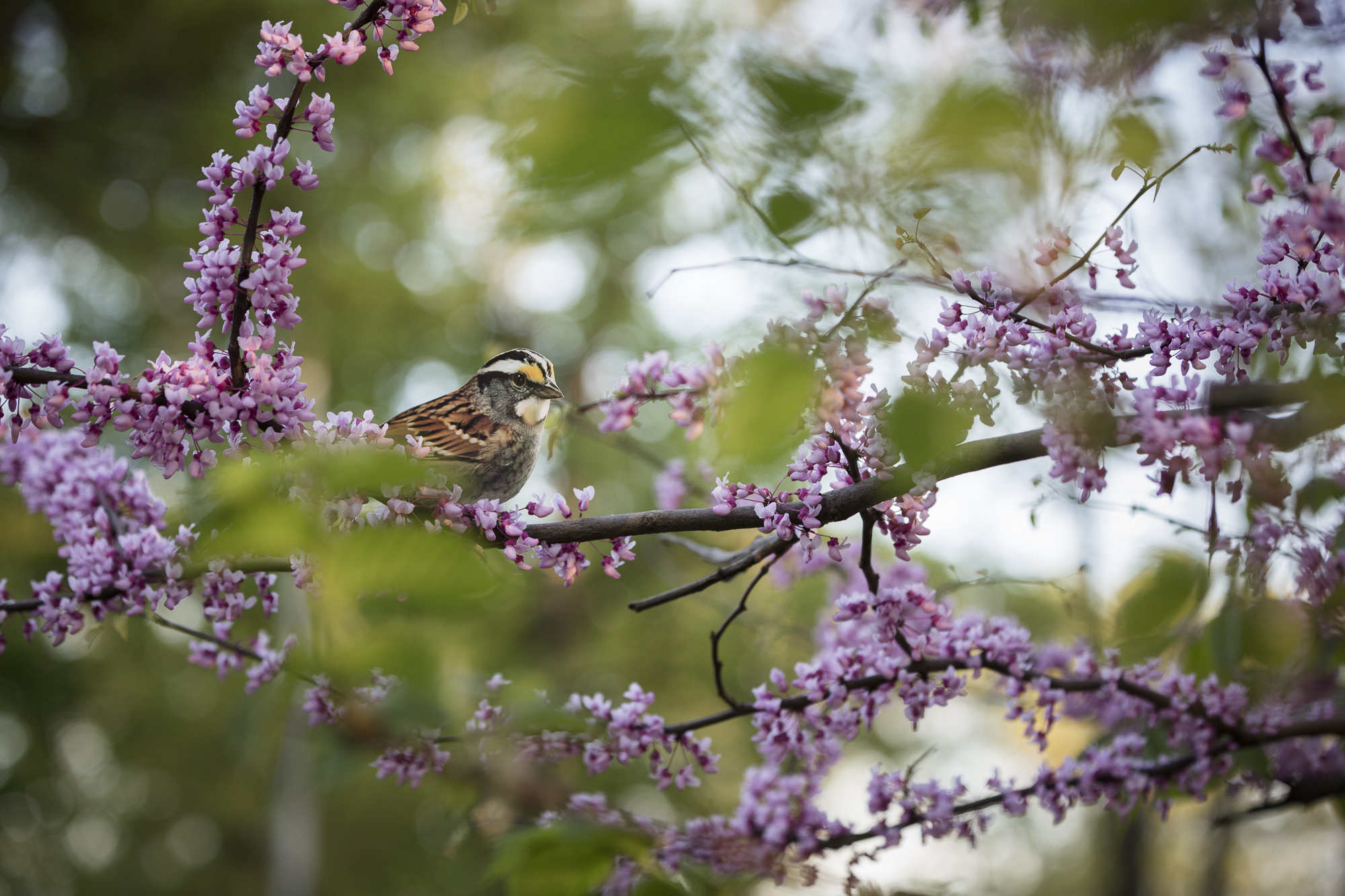 A paper cutout of a photograph of a White-throated Sparrow placed in a Redbud tree with pink blossoms and bright green leaves.