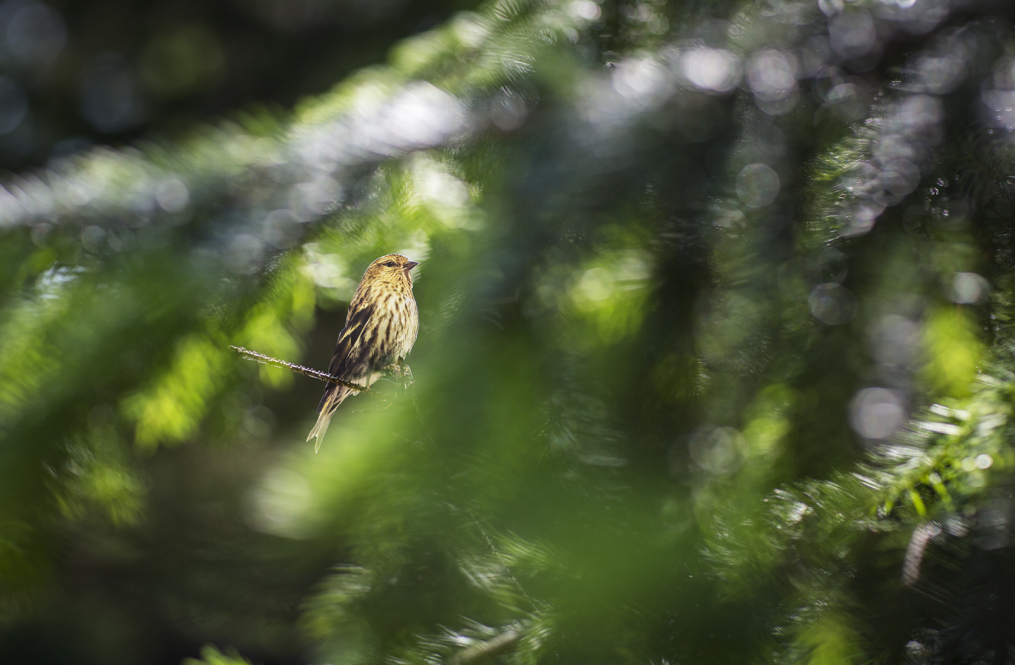 A paper cutout of a photograph of a Pine Siskin bird in a sunny evergreen tree. Most of the branches are out of focus which draws attention to the cutout of the bird,which is in focus, in the back of the photo.