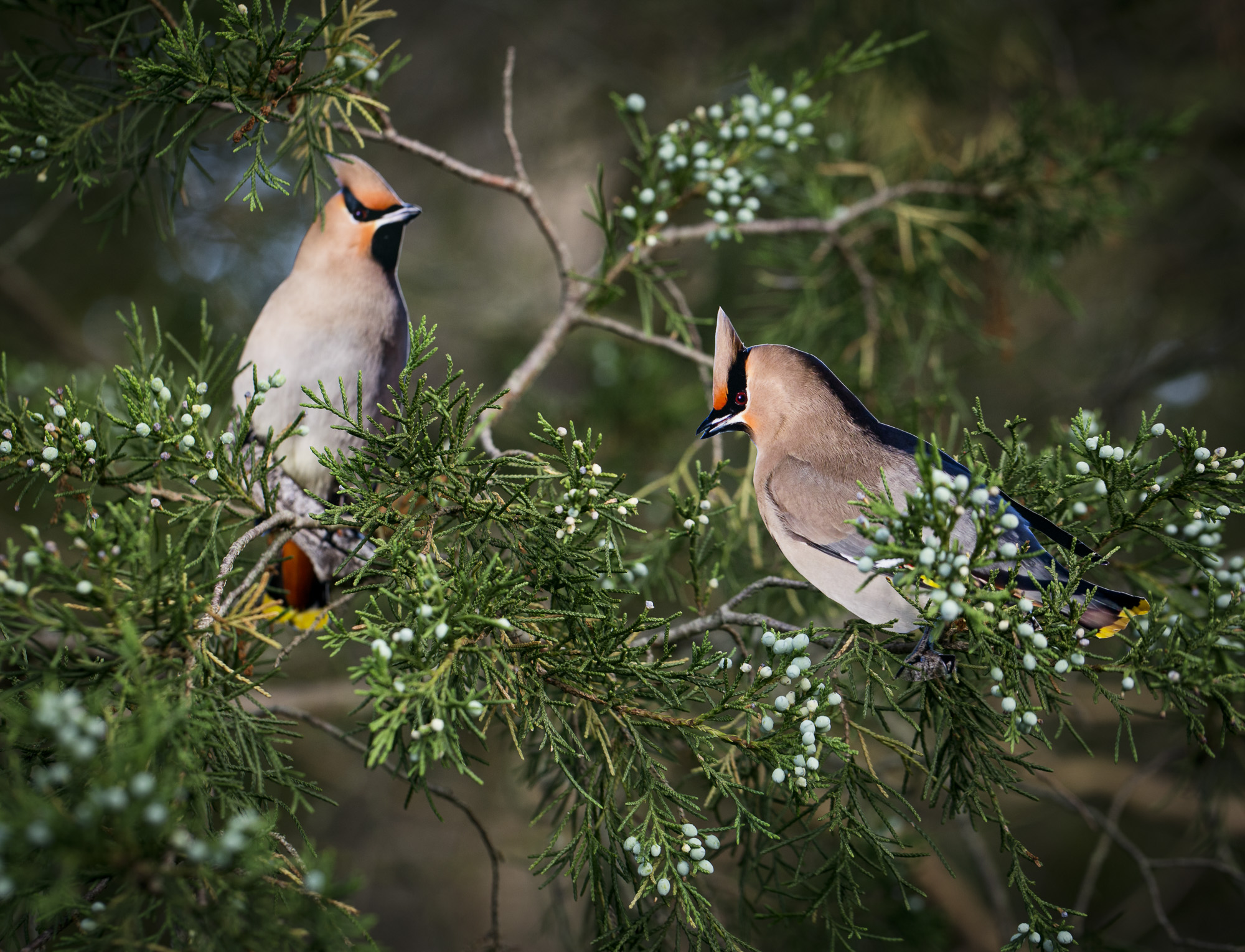 A paper cutout of a photograph of two Bohemian Waxwing birds in an actual Eastern Cedar tree that has little berries on it. The one cutout is in focus in the right foreground and the other bird cutout is out of focus in the left of the background.