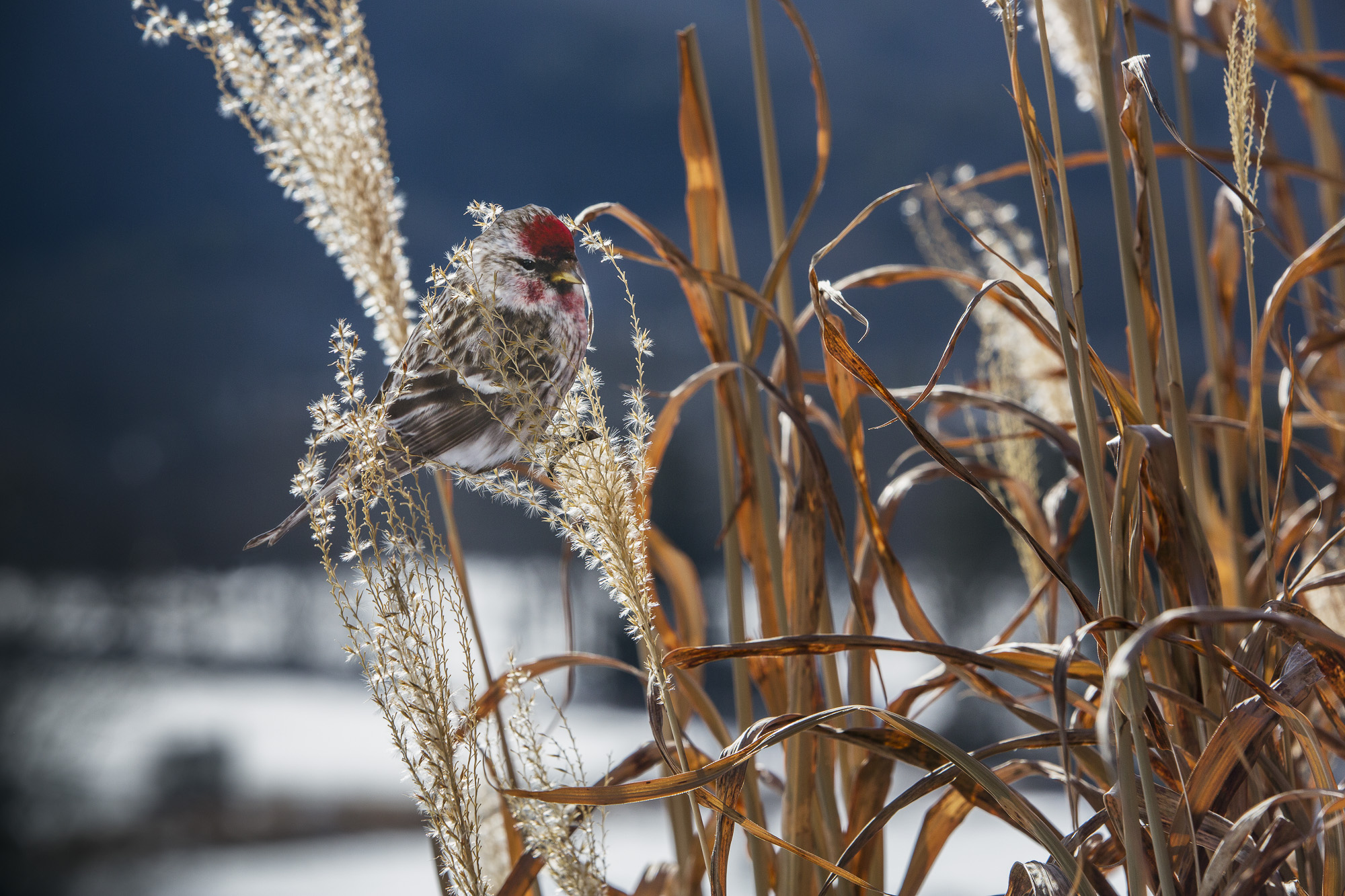 A paper cutout of a photograph of a Common Redpoll bird perched on dry grass stalks with snow on the ground and a dark blue sky in the background.
