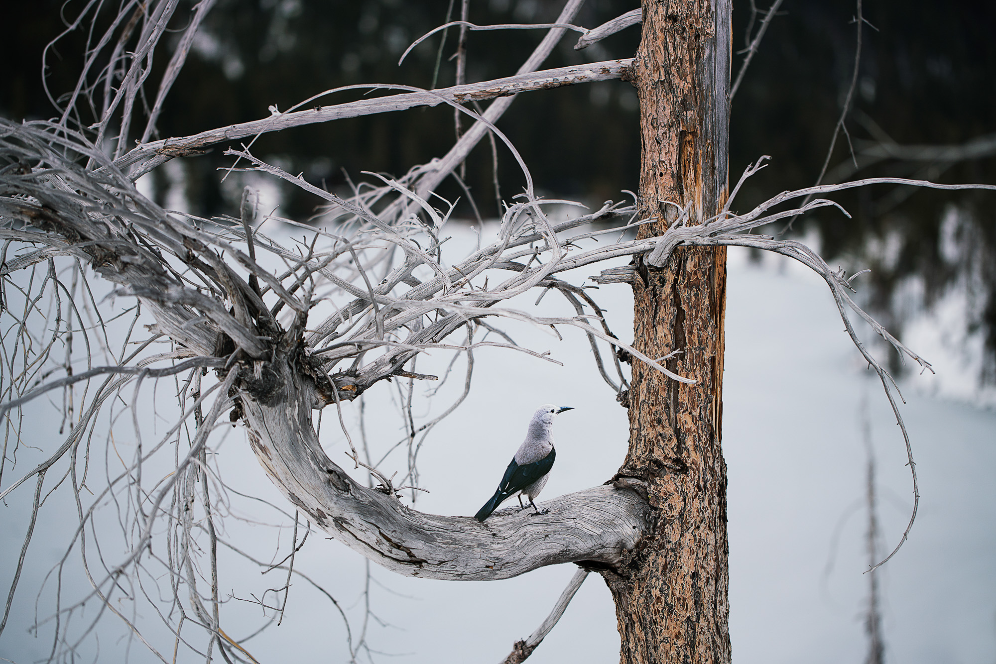 A paper cutout of a photograph of a Clark’s Nutcracker bird placed on the branch of a bare tree in a snowy landscape.