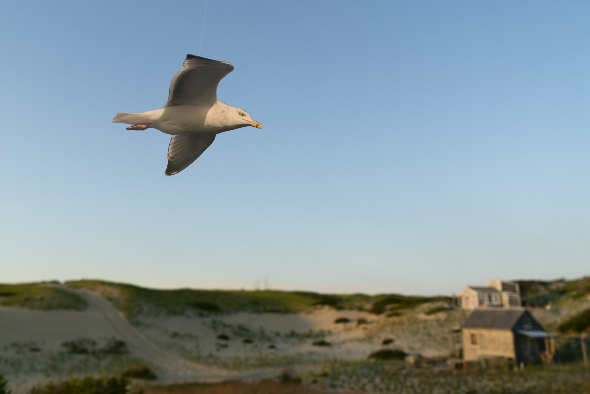 A paper cutout of a photograph of a Great Black-backed gull held aloft by fishing line. The bird is framed against a blue sky and “flying” over sand dunes and cottages warmed by the glow of sunset.