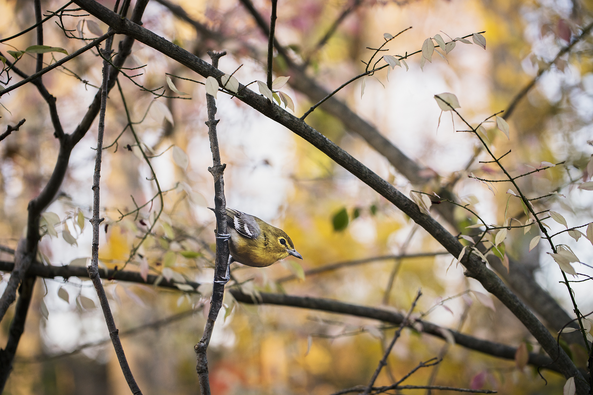A paper cutout of a photograph of a Yellow-throated Vireo bird perched sideways on a branch in a landscape with mostly yellow autumn leaves.