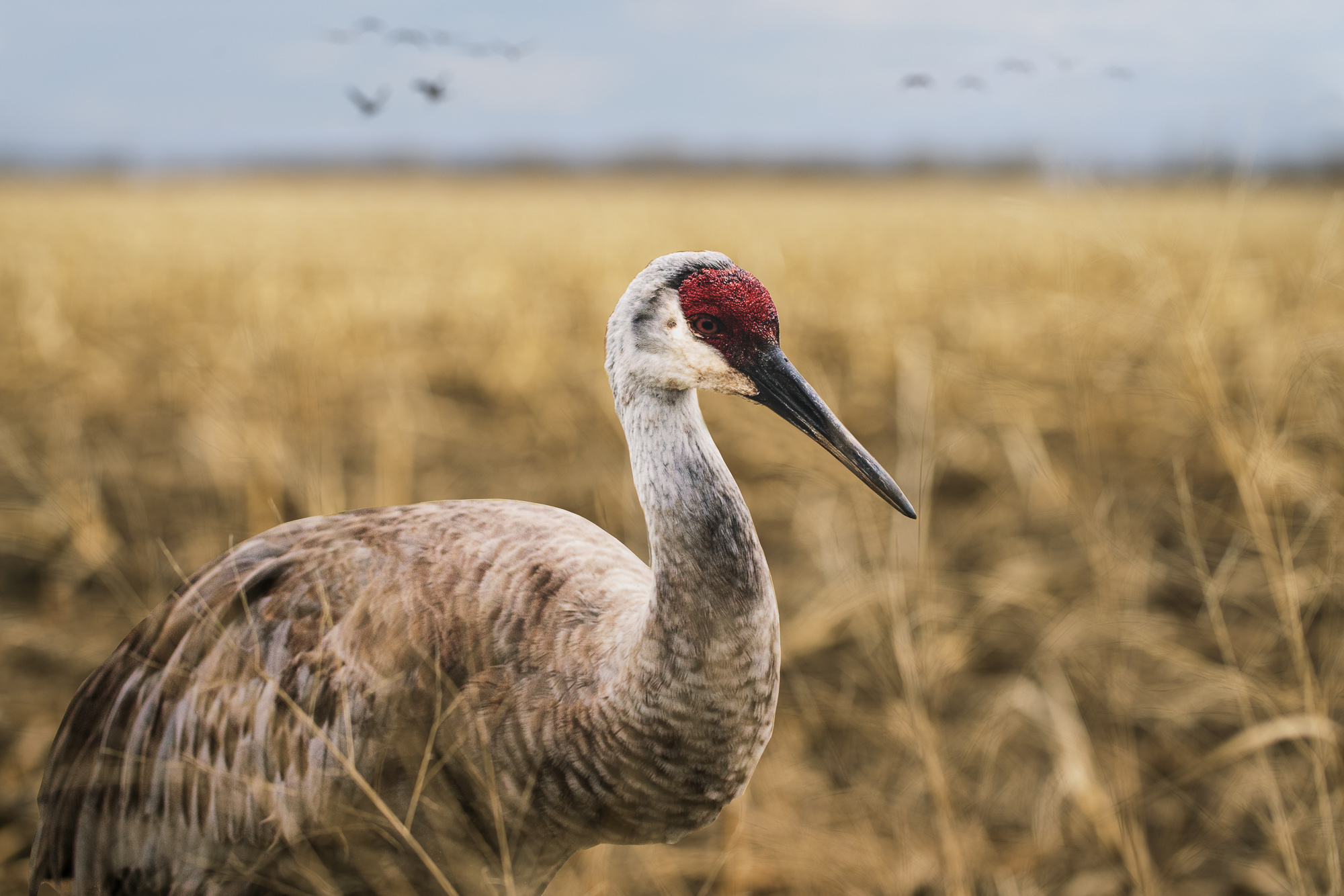 A paper cutout of a photograph of the top half of a Sandhill Crane placed in harvested cornfield. In the distant background are out-of-focus real migrating Sandhill Cranes.