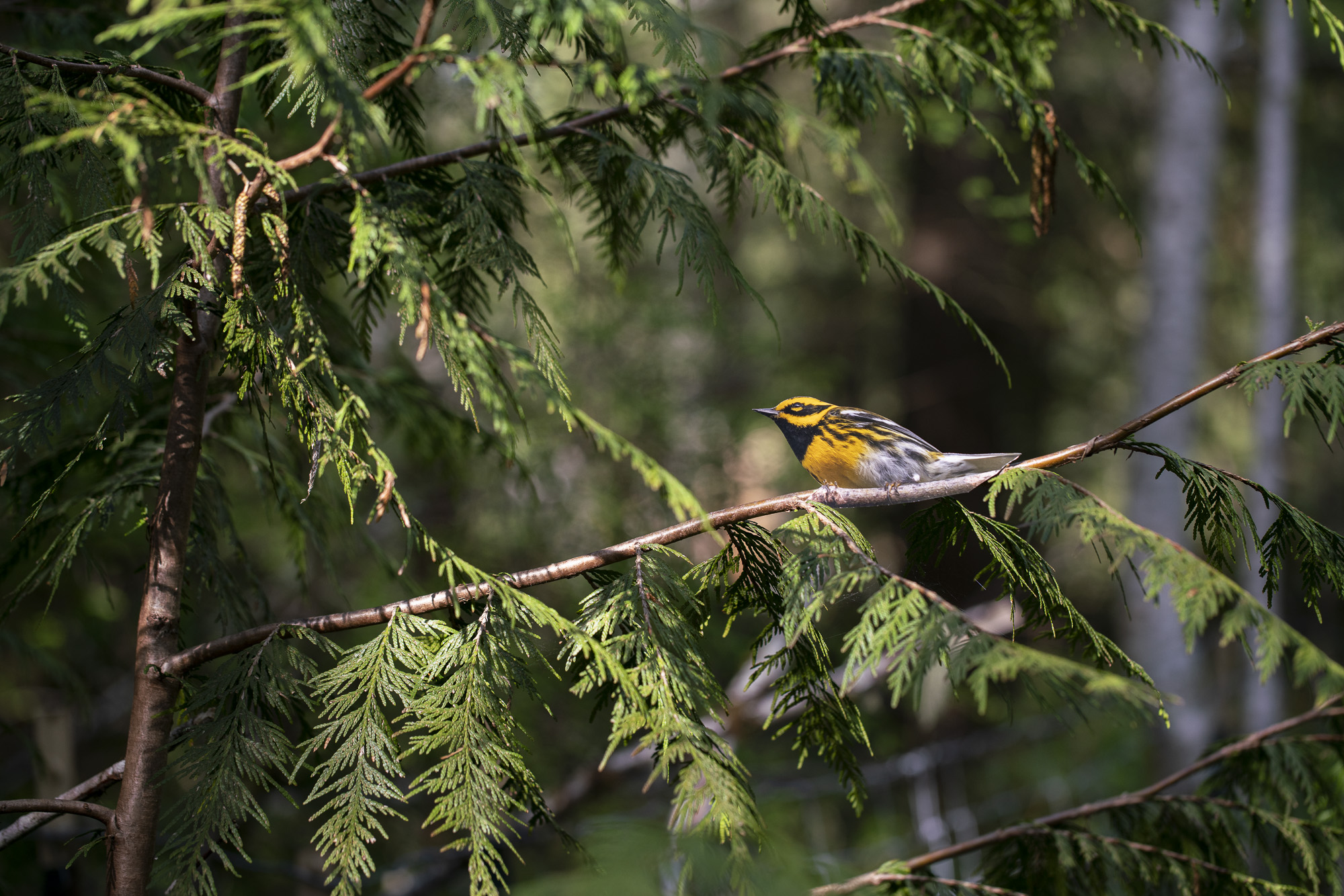 A cutout of a photograph of a Townsend’s Warbler bird in an cedar tree with the sun shining down on the scene.