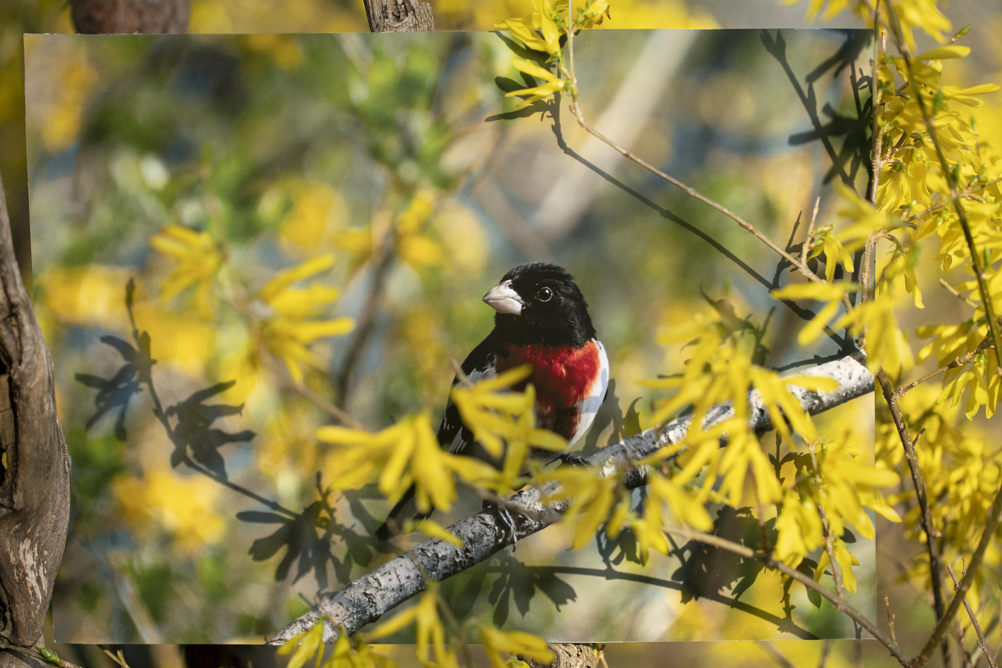 A photograph of a printed photograph of a Rose-breasted Grosbeak placed in a Forsythia bush with lots of yellow flowers.