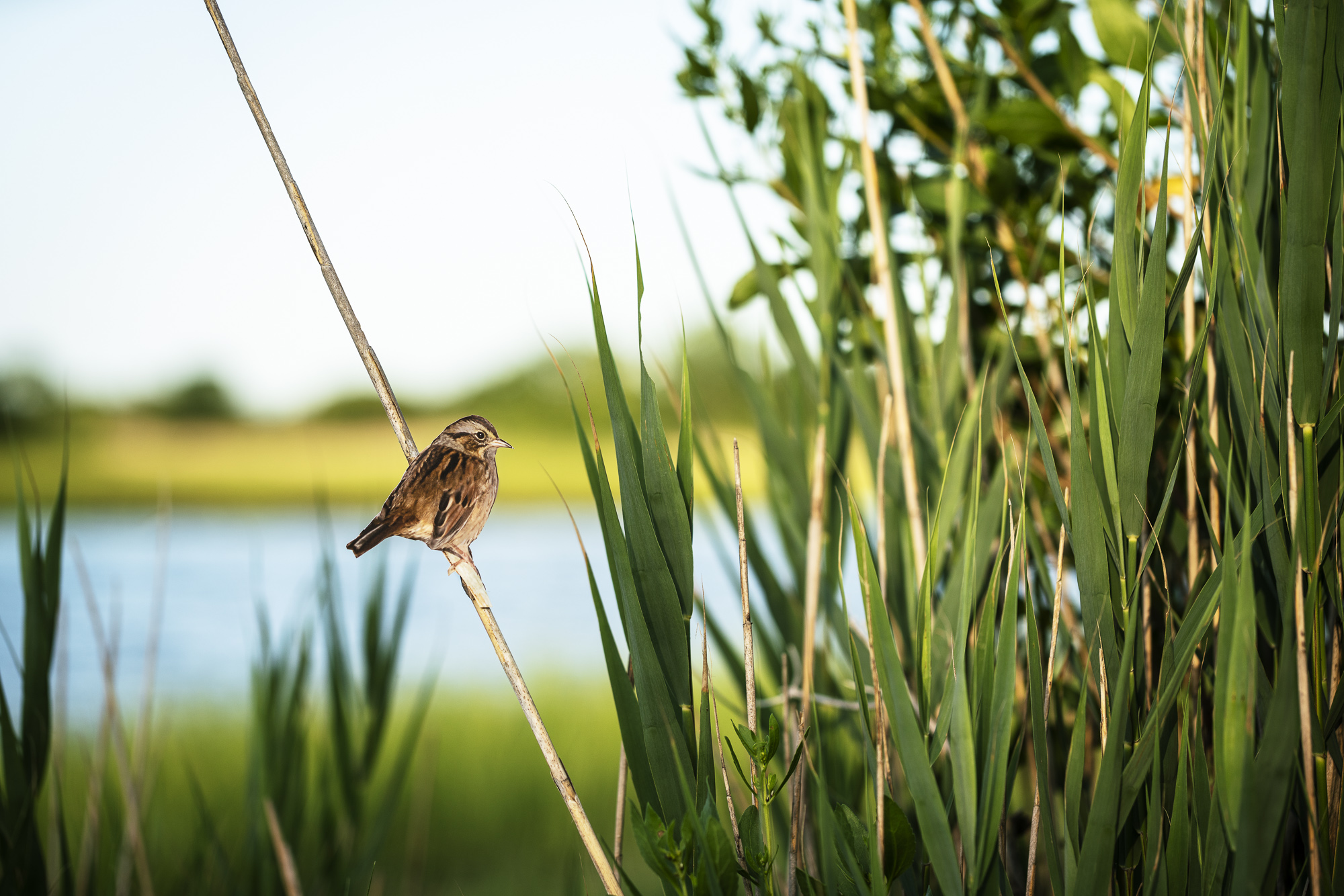 A paper cutout of a photograph of a Swamp Sparrow placed on a reed in a marsh with tall grasses and a river in the background.