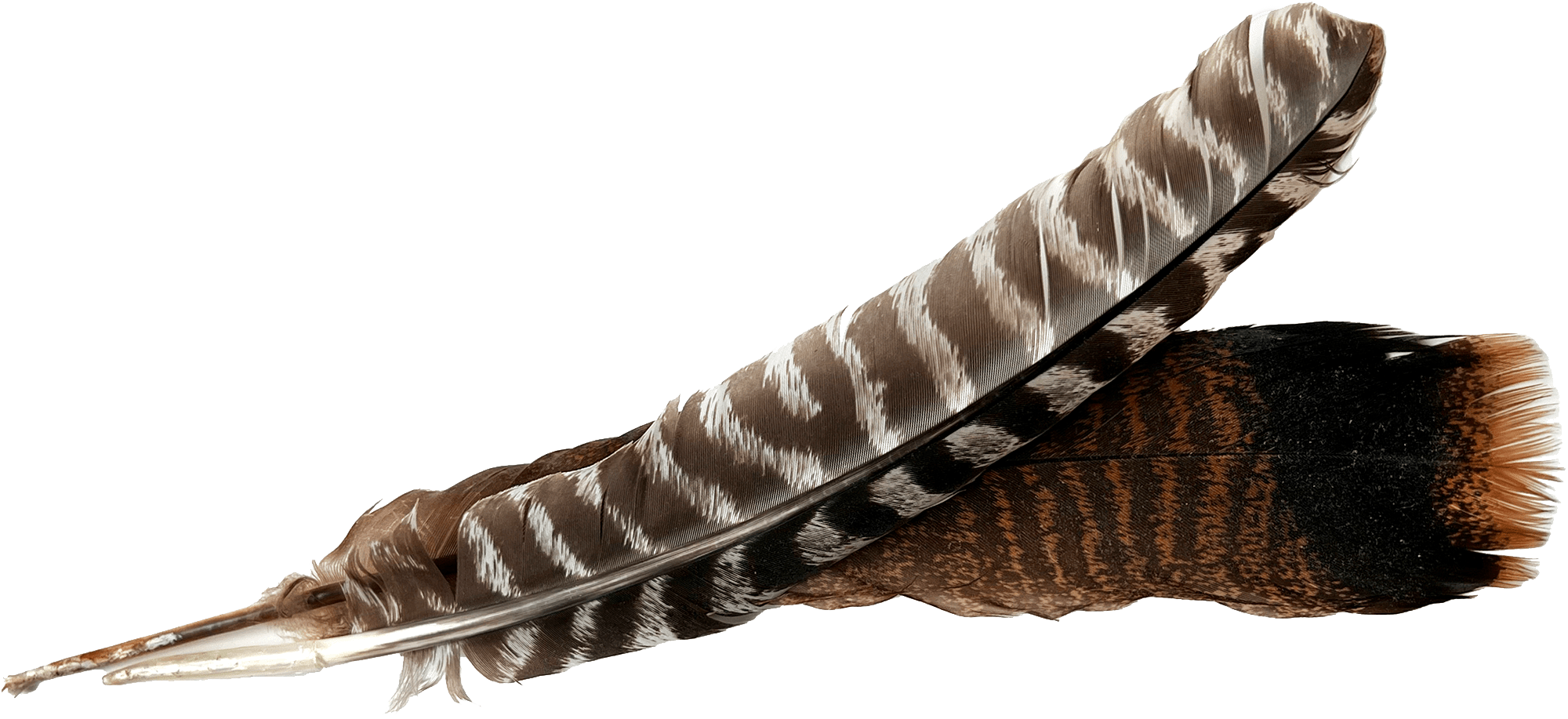 A photograph of Wild Turkey feathers with no background