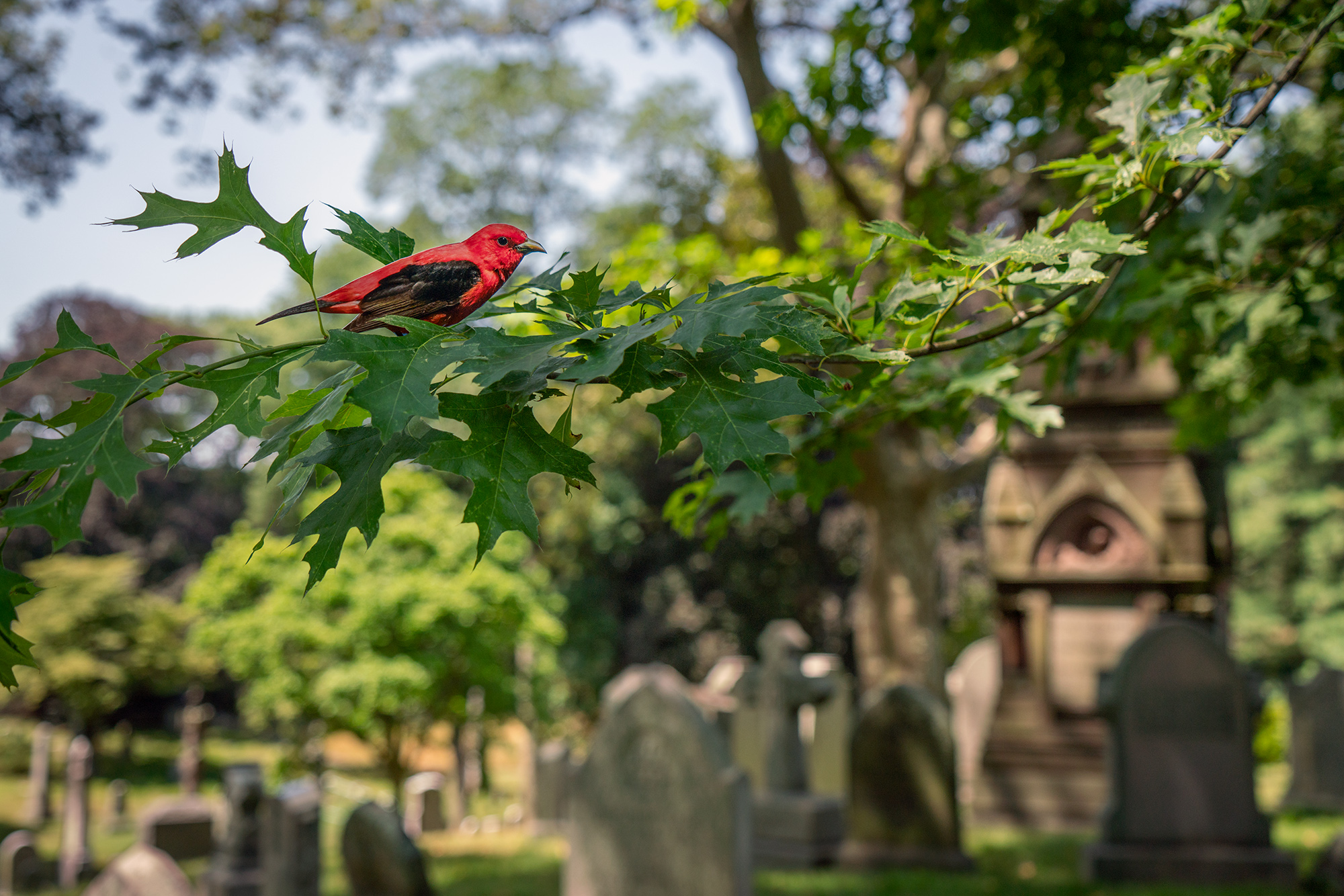 A photograph of a paper cutout of a photo of a Scarlet Tanager bird sitting in an oak tree. The background, which is out of focus, shows grave markers indicating that the location is a cemetery.