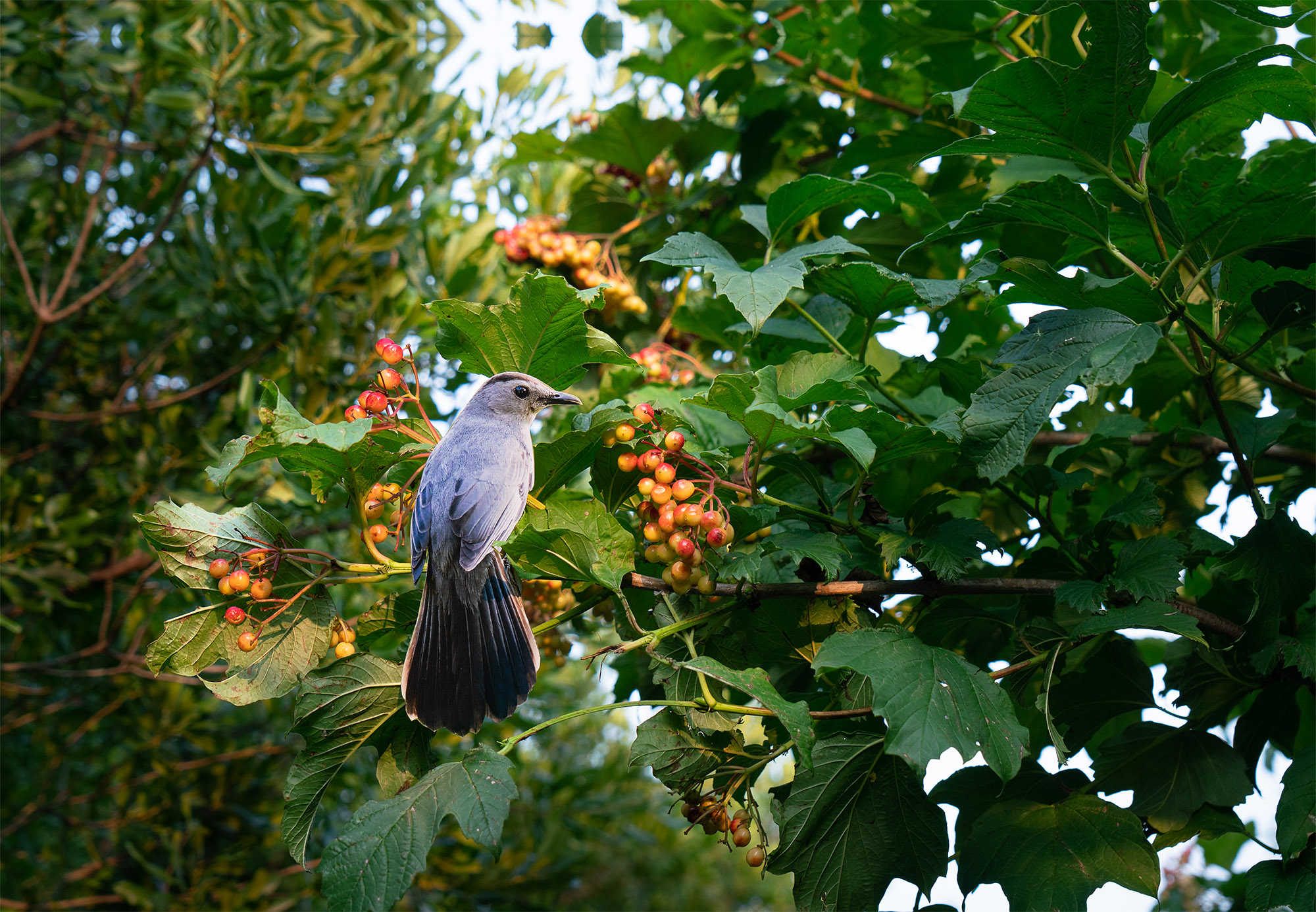 A photo of a catbird cutout perched in a native virburum plant
