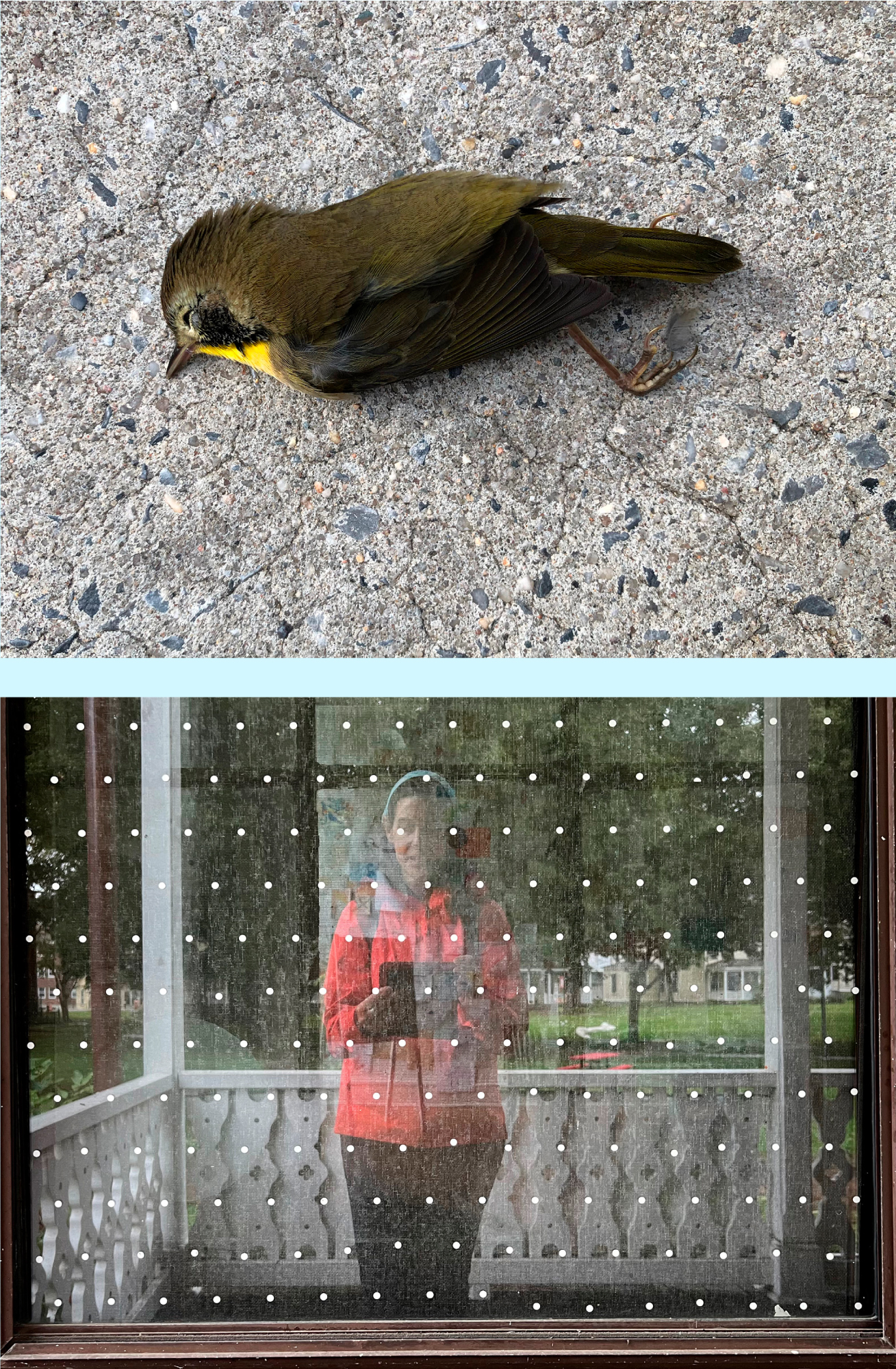 A photo of a dead bird on the ground after striking a window (top) and a photo of window decals in a window (bottom)