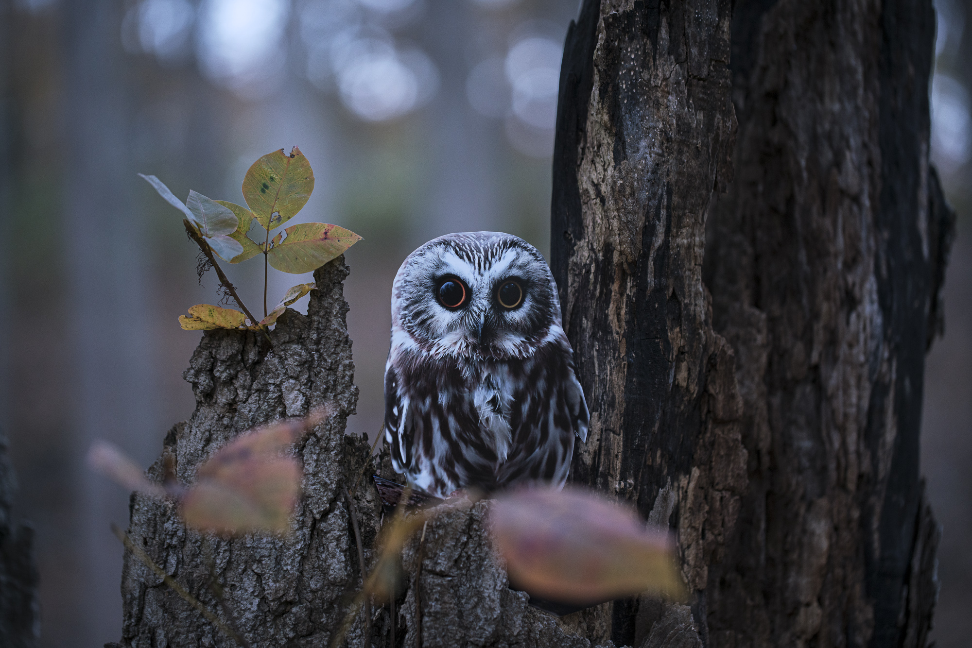 A photograph of a paper cutout of a photo of a Northern Saw-whet Owl placed on a broken tree trunk that still has a few autumn leaves. There is a trunk of another tree extending through the image on the right. The image has an overall cool blue tone indicating it was taken at twilight.