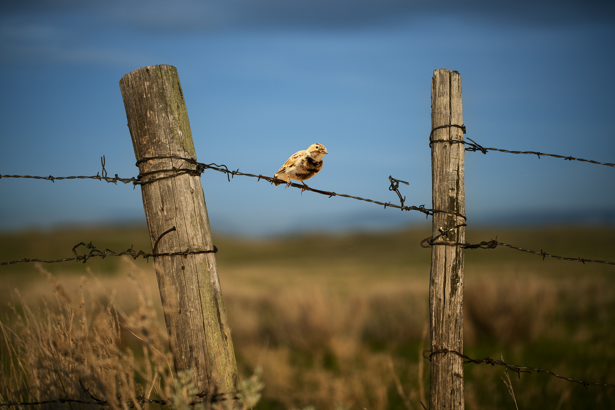 A photograph of a paper cutout of a photo of a Thick-billed Longspur bird sitting on a barbed wire strung between two fence posts. The background, which is out of focus, has a bright blue sky and field of green and amber prairie grassland. There is a glow of late afternoon light in the image.