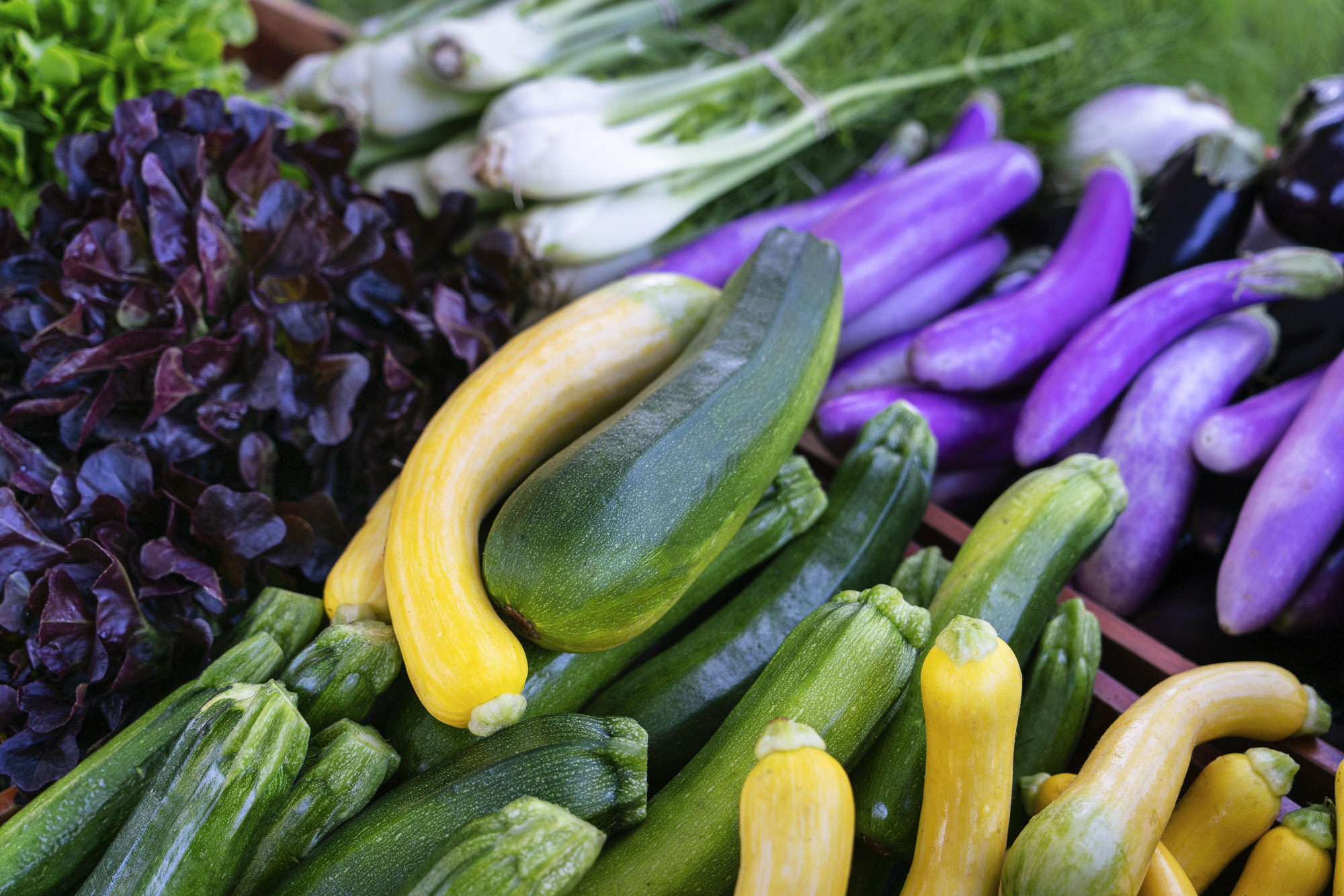 A photo of organic produce: squash, zucchini, and eggplants