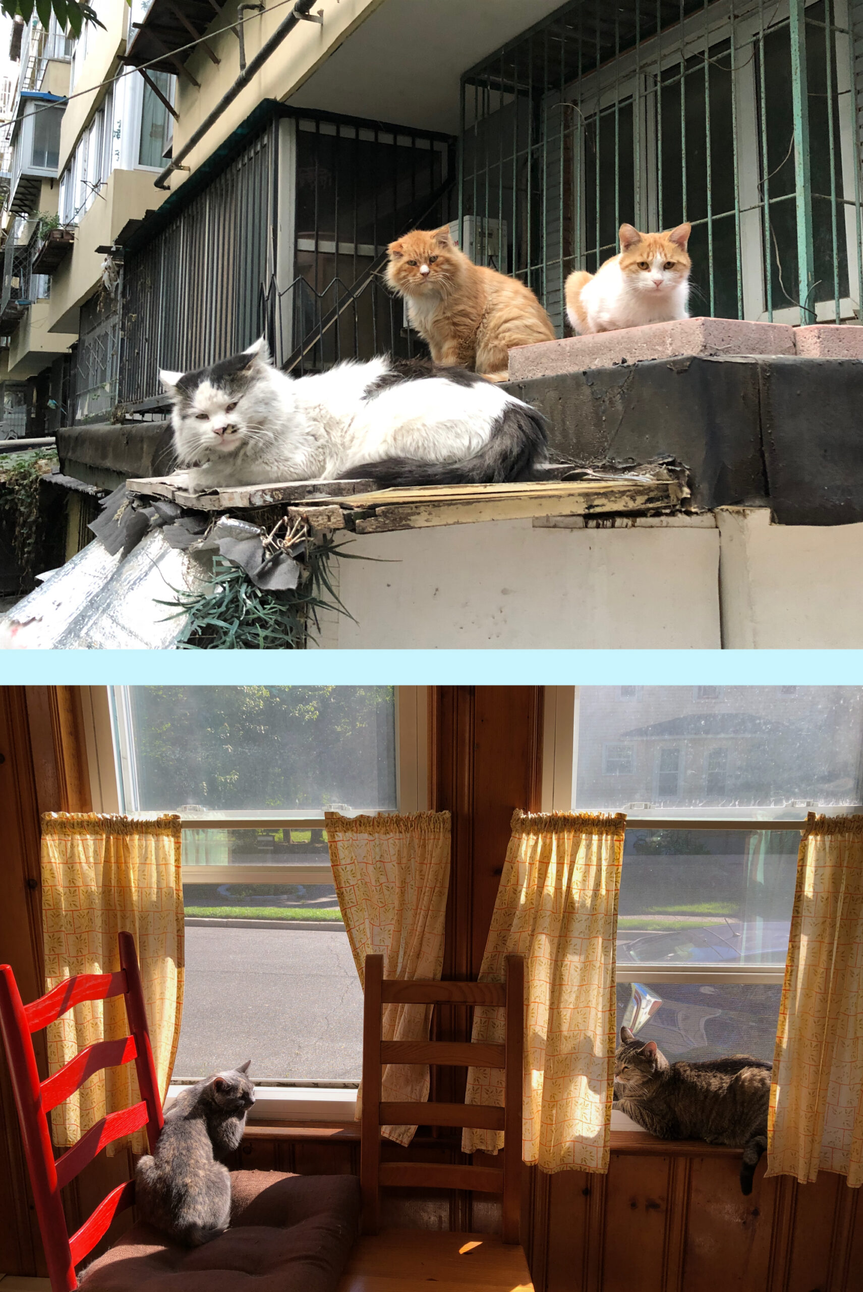 A photo of three Beijing street cats looking for a fight and a photo of two cats sitting indoors on two windowsills