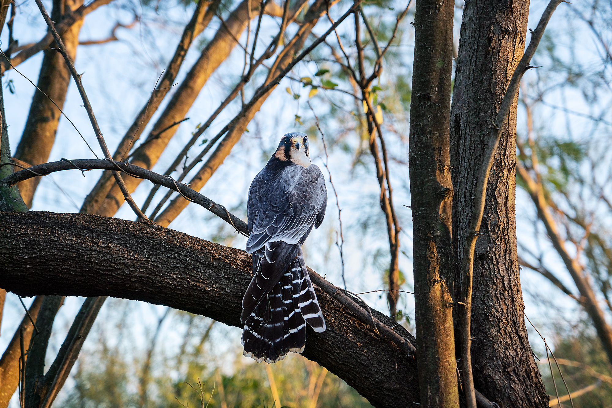 A photograph of a paper cutout of a photo of an Aplomado Falcon perched in a tree looking over its shoulder at the viewer.