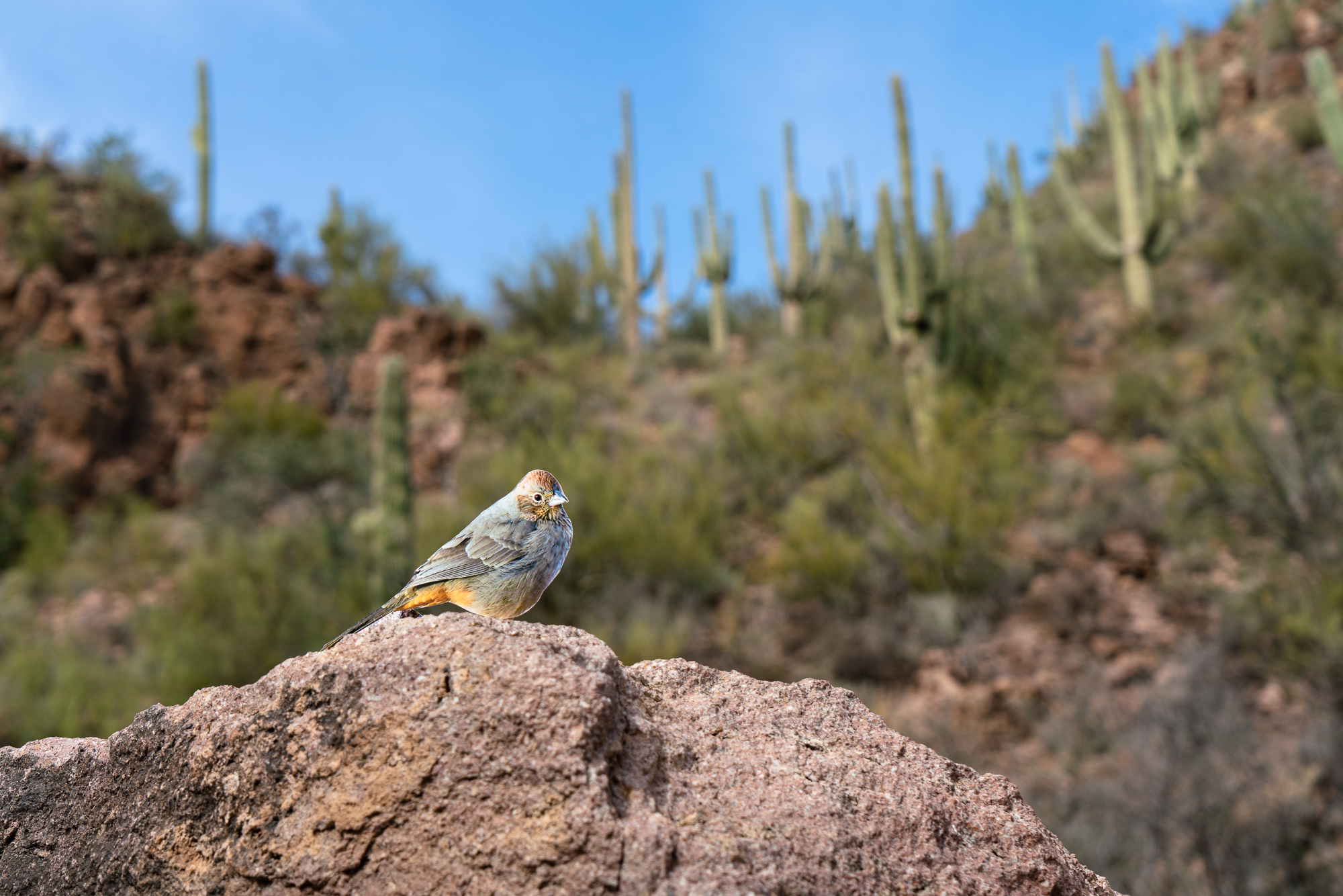 A photograph of a paper cutout of a photo of a Canyon Towhee bird perched on a rock with Saguarro cacti in the background.