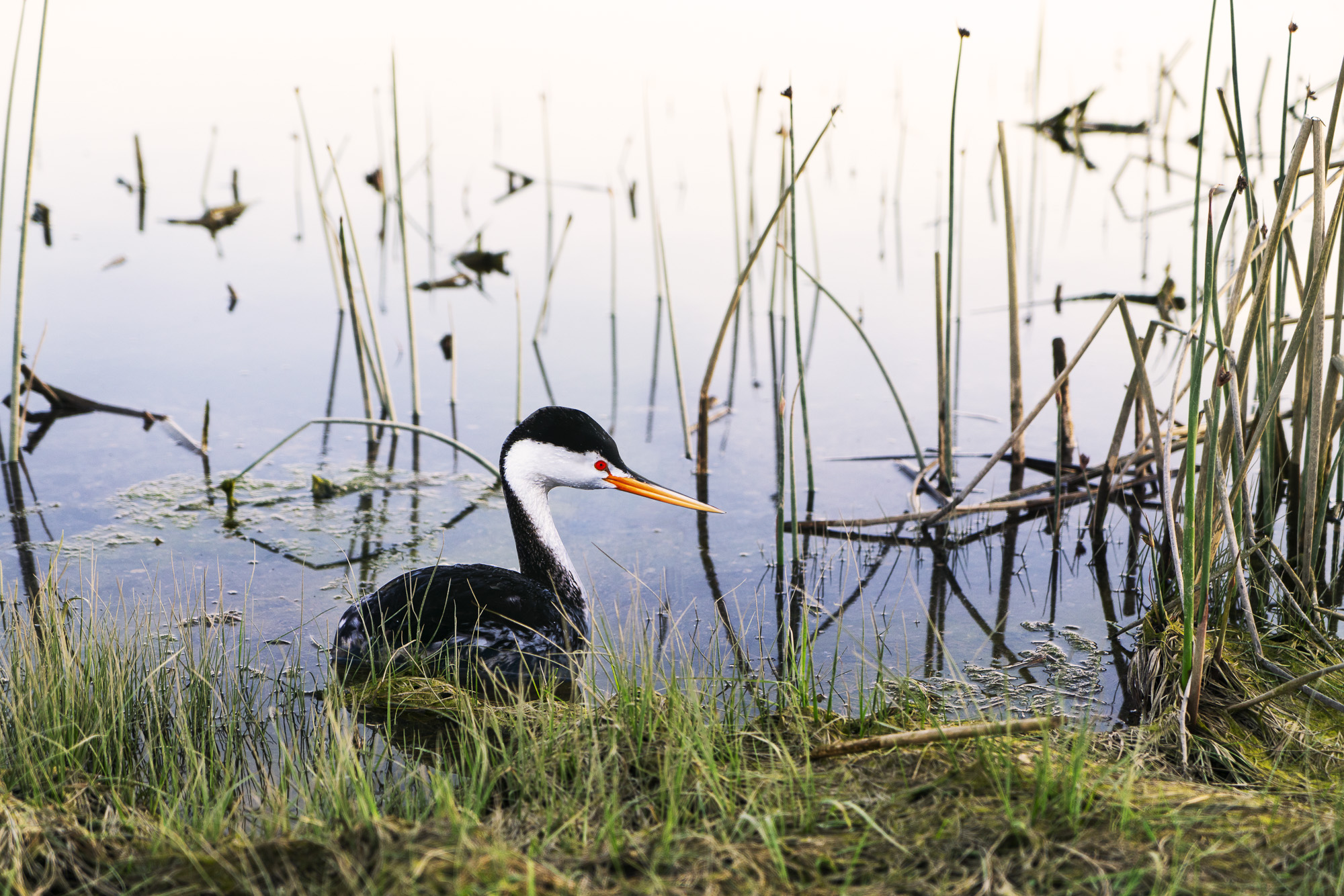 A photograph of a paper cutout of a photo of a Clark’s Grebe floating on still water surrounded by green reeds.