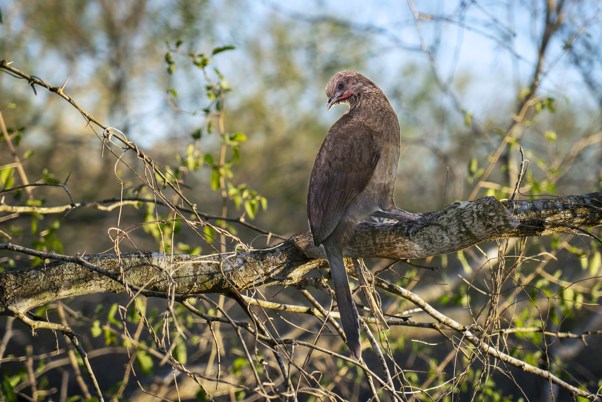 A photograph of a paper cutout of a photo of a Plain Chachalaca bird perched in a brushy Texas landscape with warm light