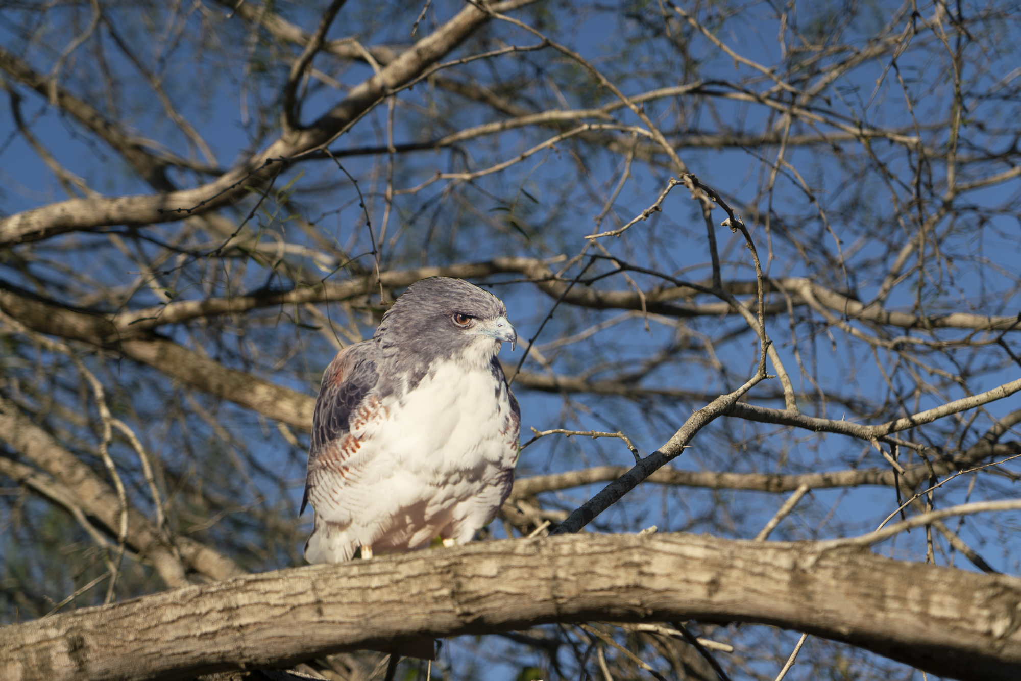 A photograph of a paper cutout of a photo of a white and gray “White-tailed Hawk” perched on a large tree branch with a bright blue sky in the background.