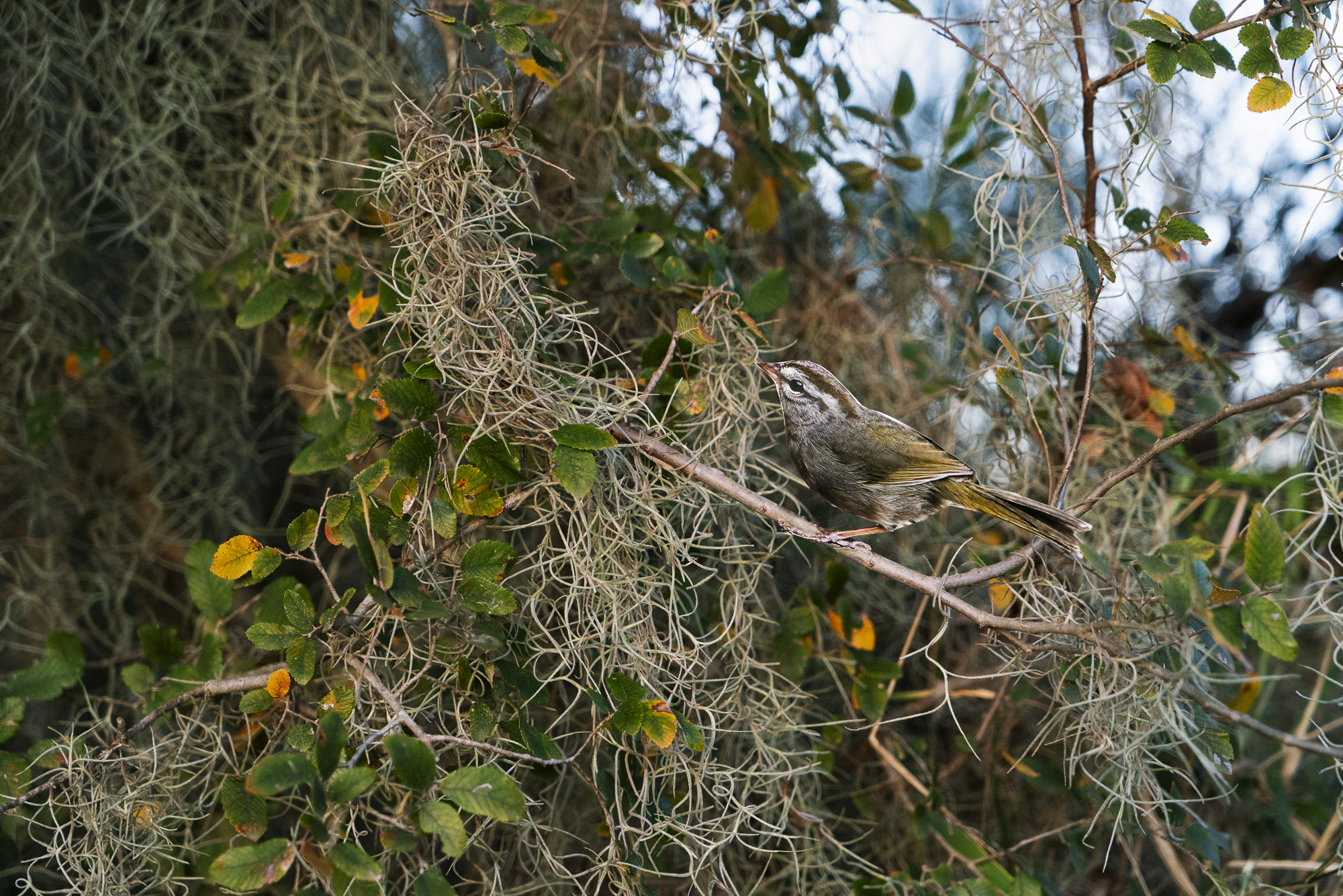 A photograph of a paper cutout of a photo of an “Olive Sparrow” with Spanish moss lichen hanging in trees around it.