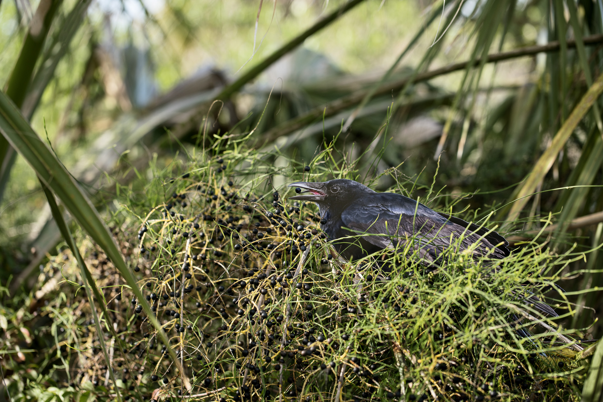 A paper cutout of a photograph of a Fish Crow eating a small dark berry. The cutout of the bird is placed in the middle of an actual Fan Palm tree.