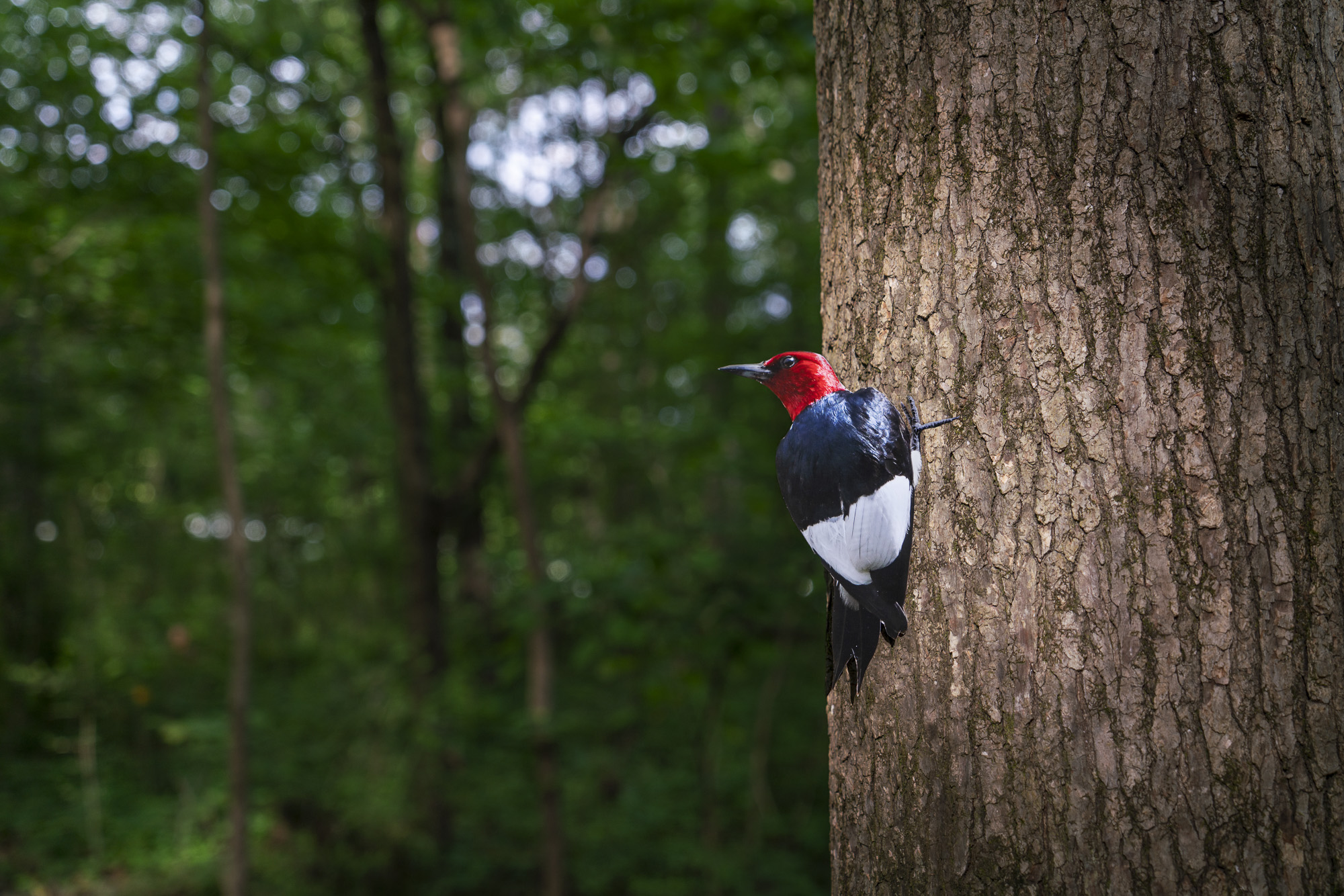 A photograph of a paper cutout of a photo of a Red-headed Woodpecker clinging to a tree trunk and illuminated by a bright spot of sunlight.