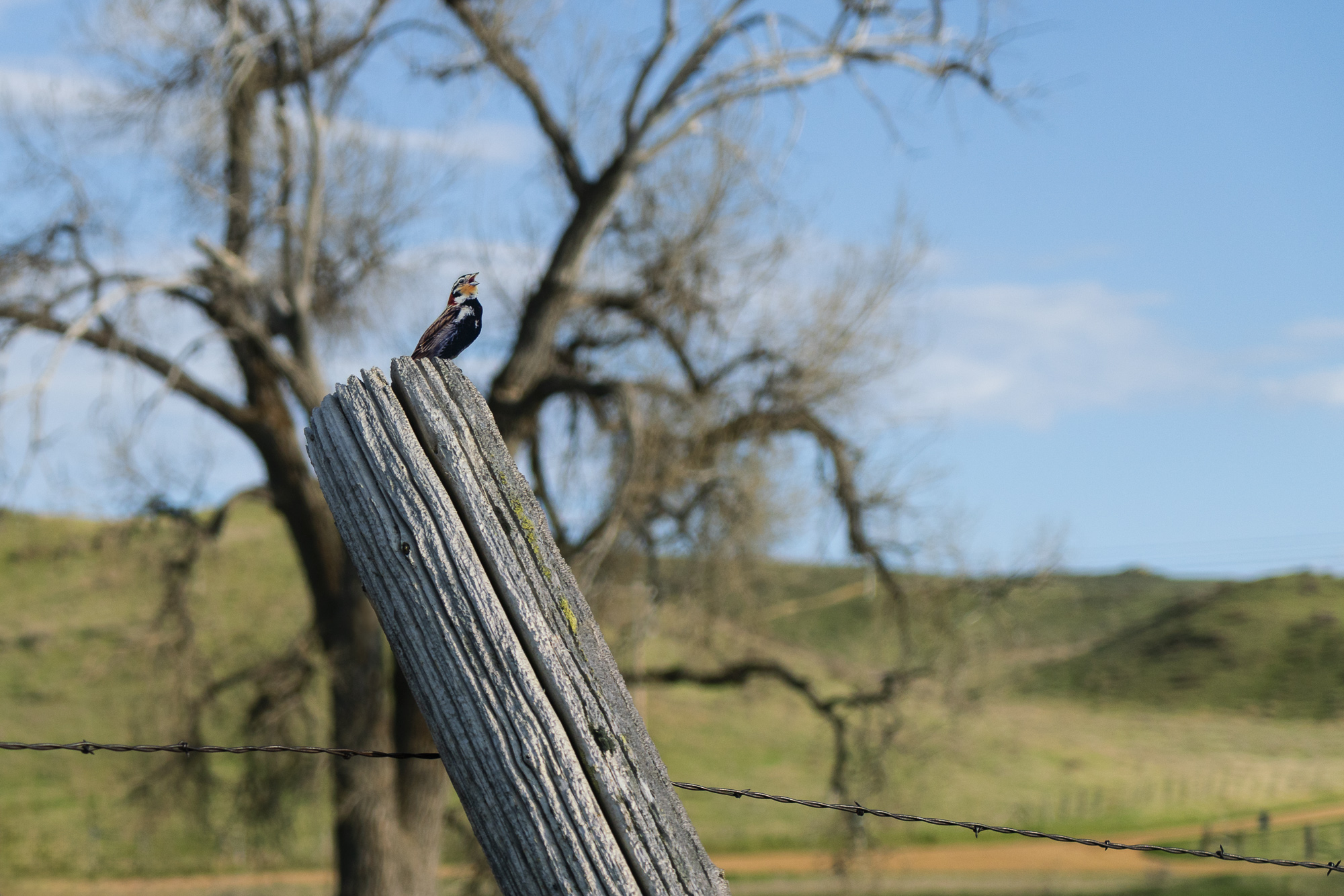 A male "Chestnut-collared Longspur" in breeding plumage singing on a fence post with a large bare tree and small pasture hills in background.