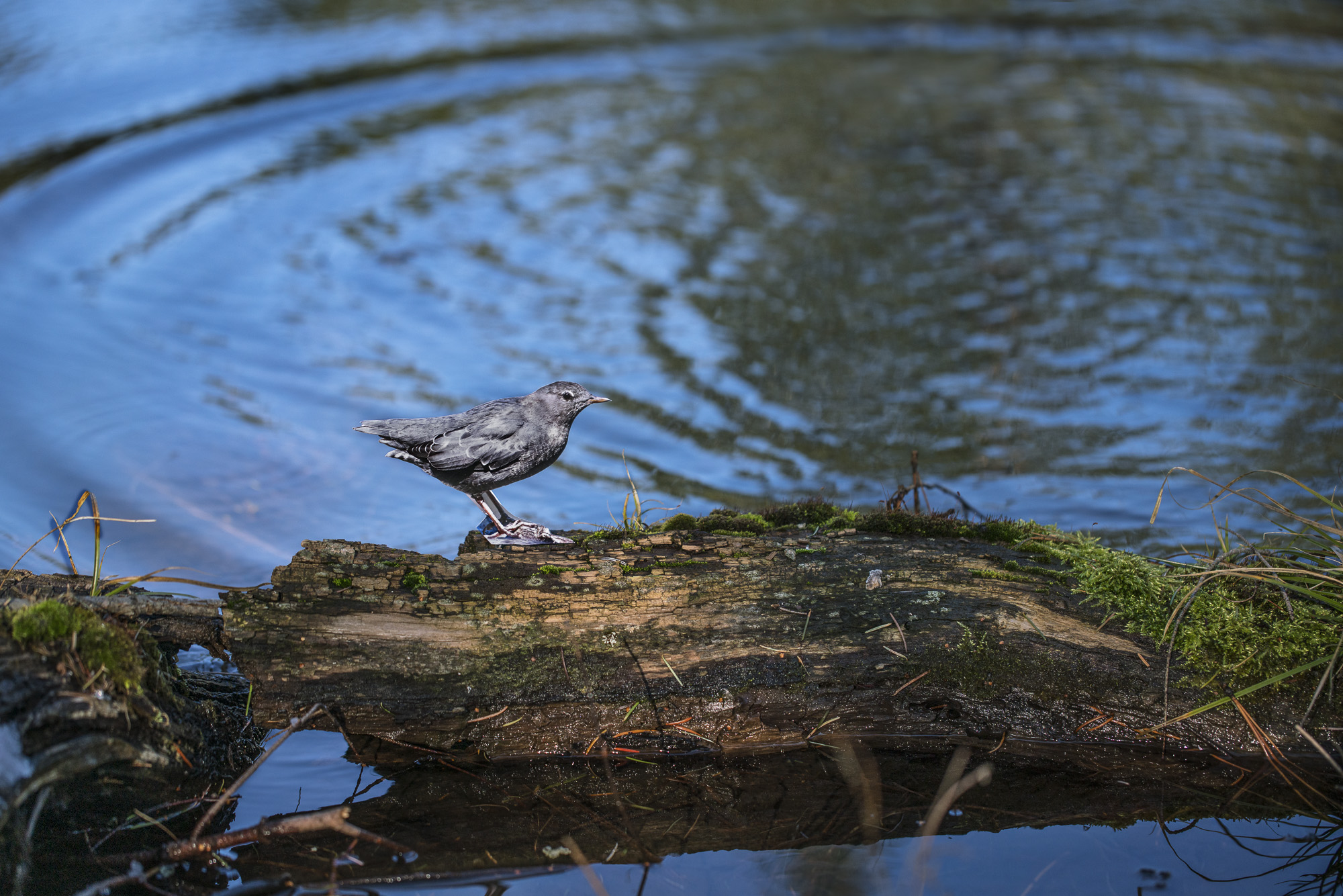 A photograph of a paper cutout of a photo of an American Dipper bird perched on a fallen log by the edge of a stream