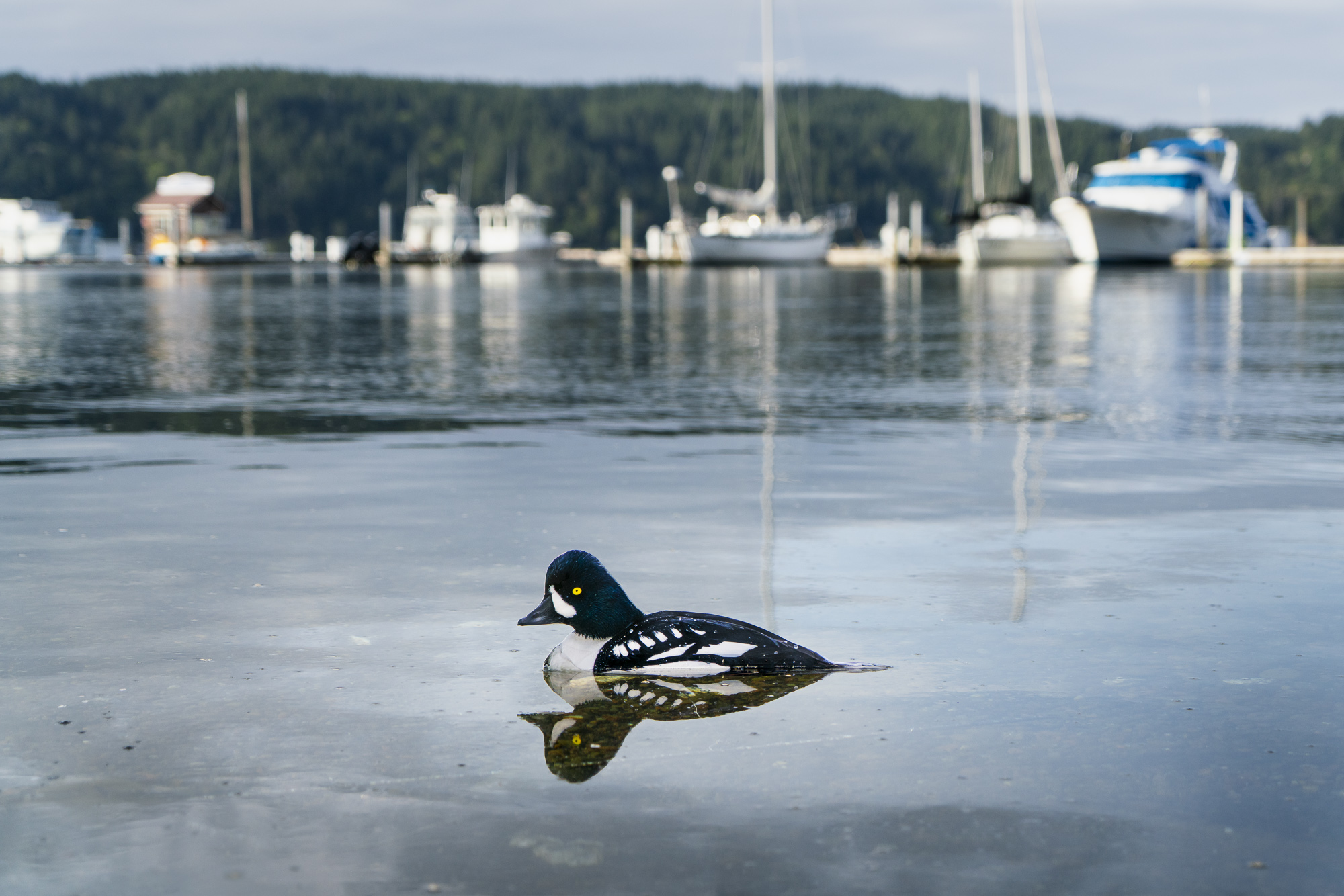 A photograph of a paper cutout of a photo of a Barrow’s Goldeneye duck swimming in a harbor with boats in the distance.