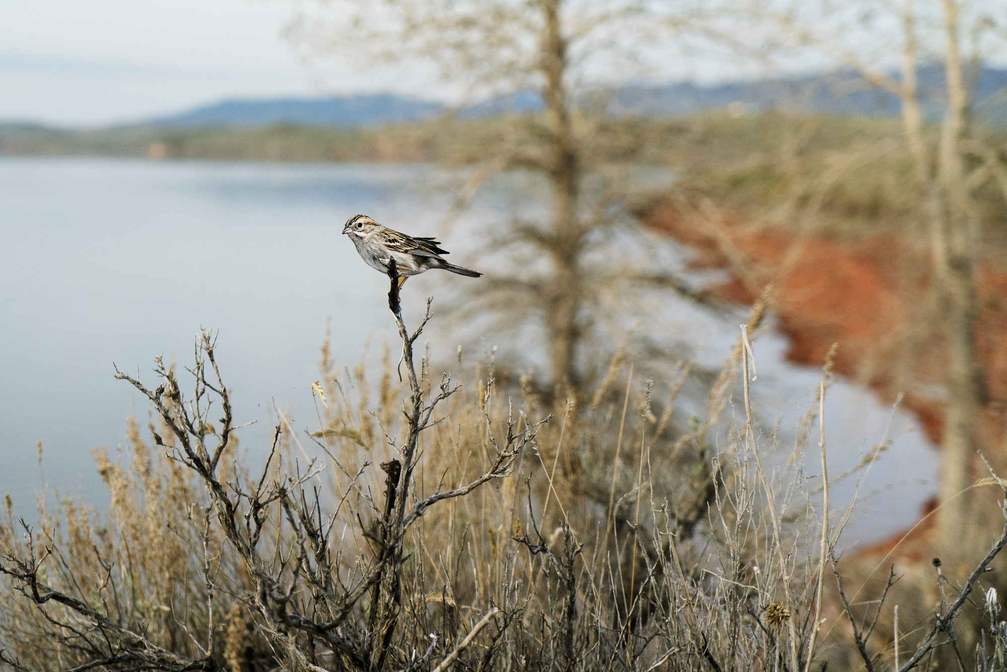 A photograph of a paper cutout of a photo of a Brewer’s Sparrow perched on a bare bush overlooking a lake