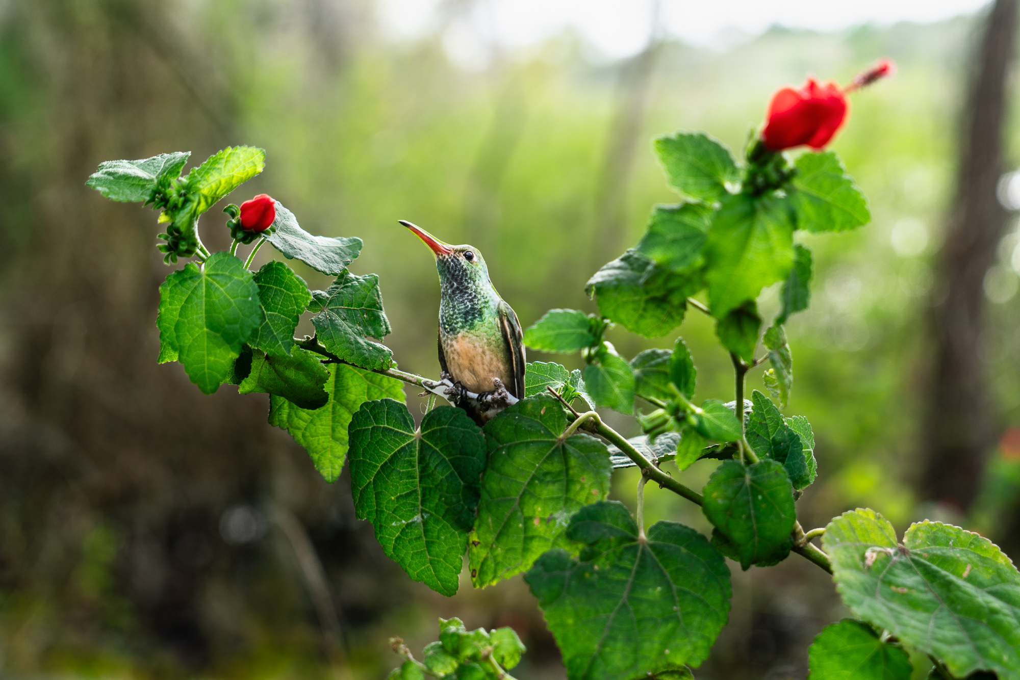 A photograph of a paper cutout of a photo of a Buff-bellied Hummingbird sitting on a Turk’s cap plant which has deep green leaves and bright red flowers.