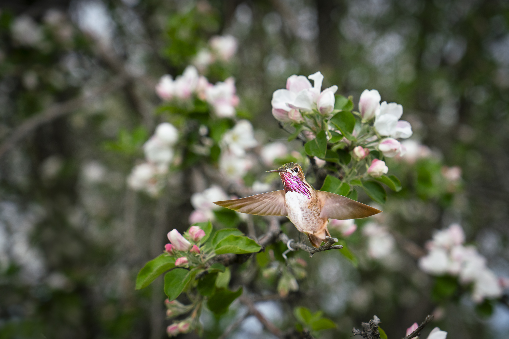 A photograph of a paper cutout of a photo of a Calliope Hummingbird hovering near a flowering fruit tree with pink and white buds.