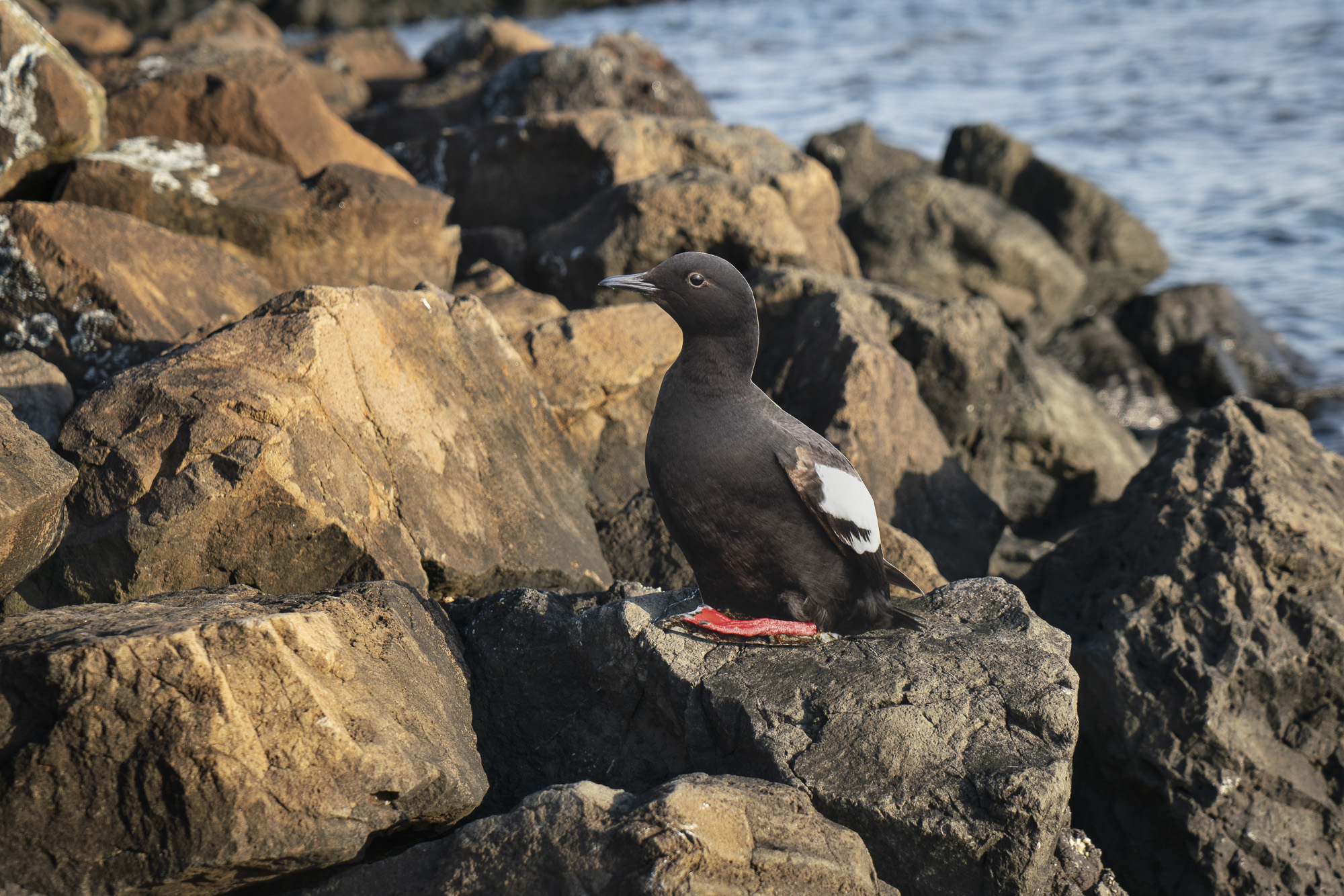 A photograph of a paper cutout of a photo of a Pigeon Guillemot bird on a rocky shoreline.