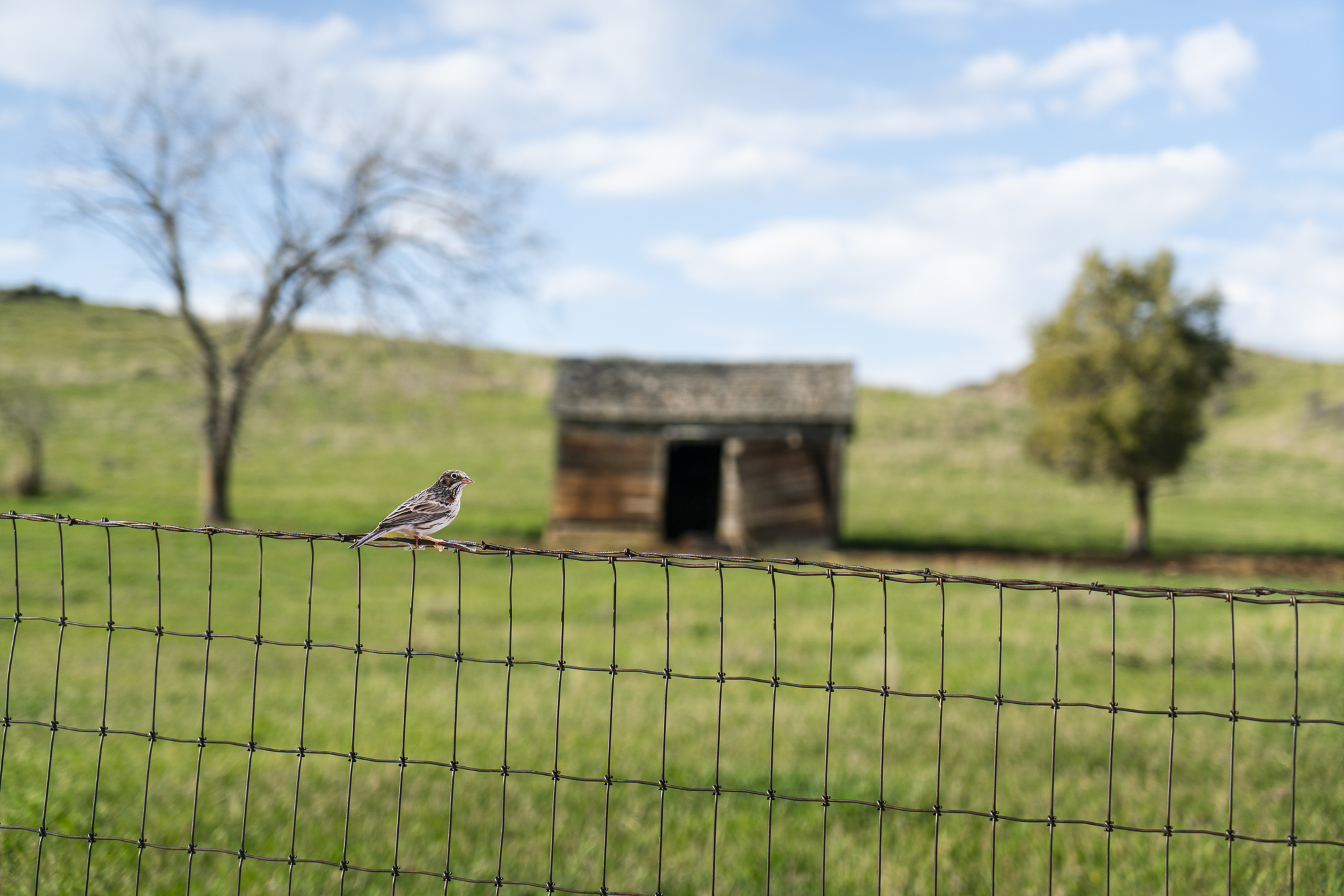 A photograph of a paper cutout of a photo of a Vesper Sparrow perched on a wire fence with a small barn and two trees in the background.