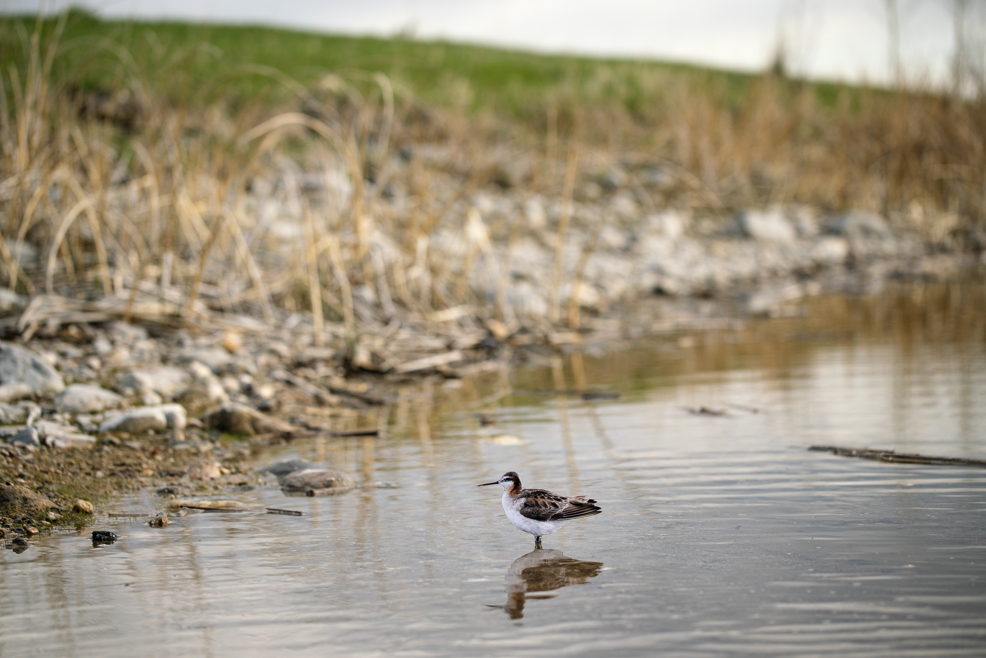 A photograph of a paper cutout of a photo of a Wilson's Phalarope standing at the edge of a lake