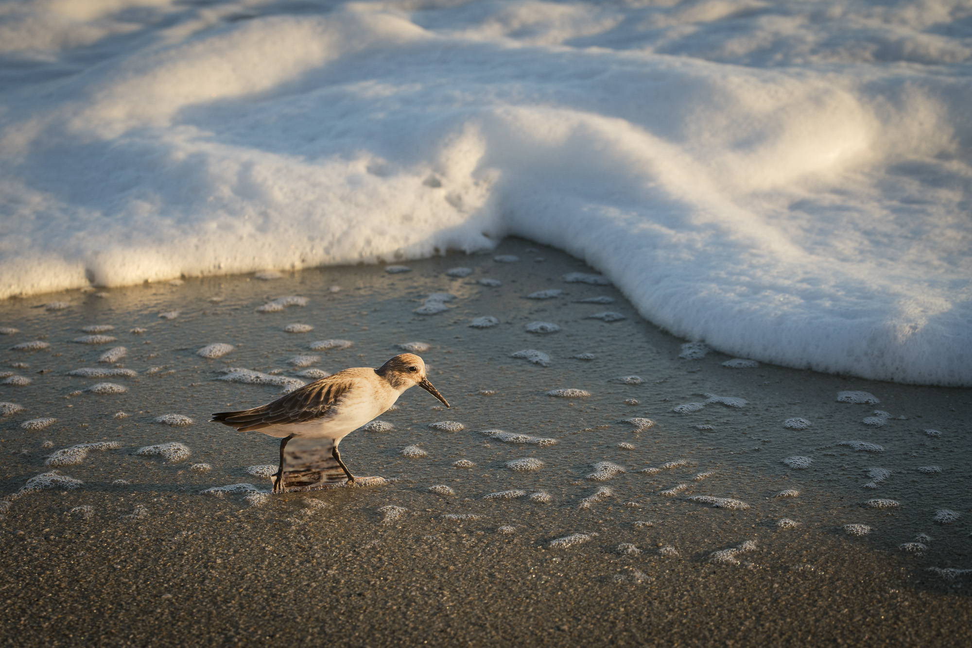 A photograph of a paper cutout of a photo of a Dunlin bird running along a beach as the surf comes up behind it.