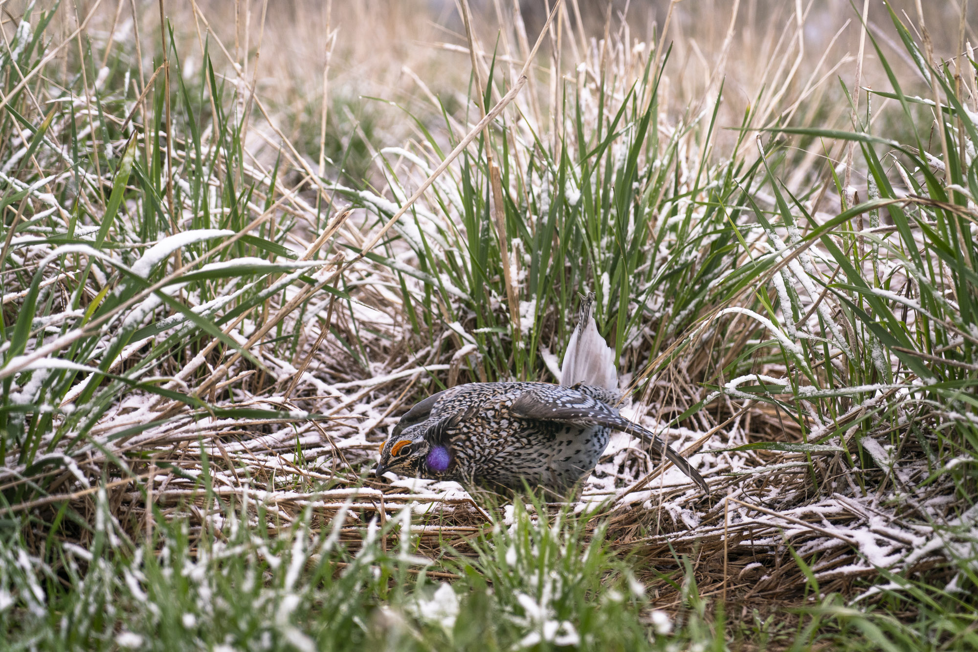 A photograph of a paper cutout of a photo of a Sharp-tailed Grouse in a grassy field with a dusting of snow on the ground.