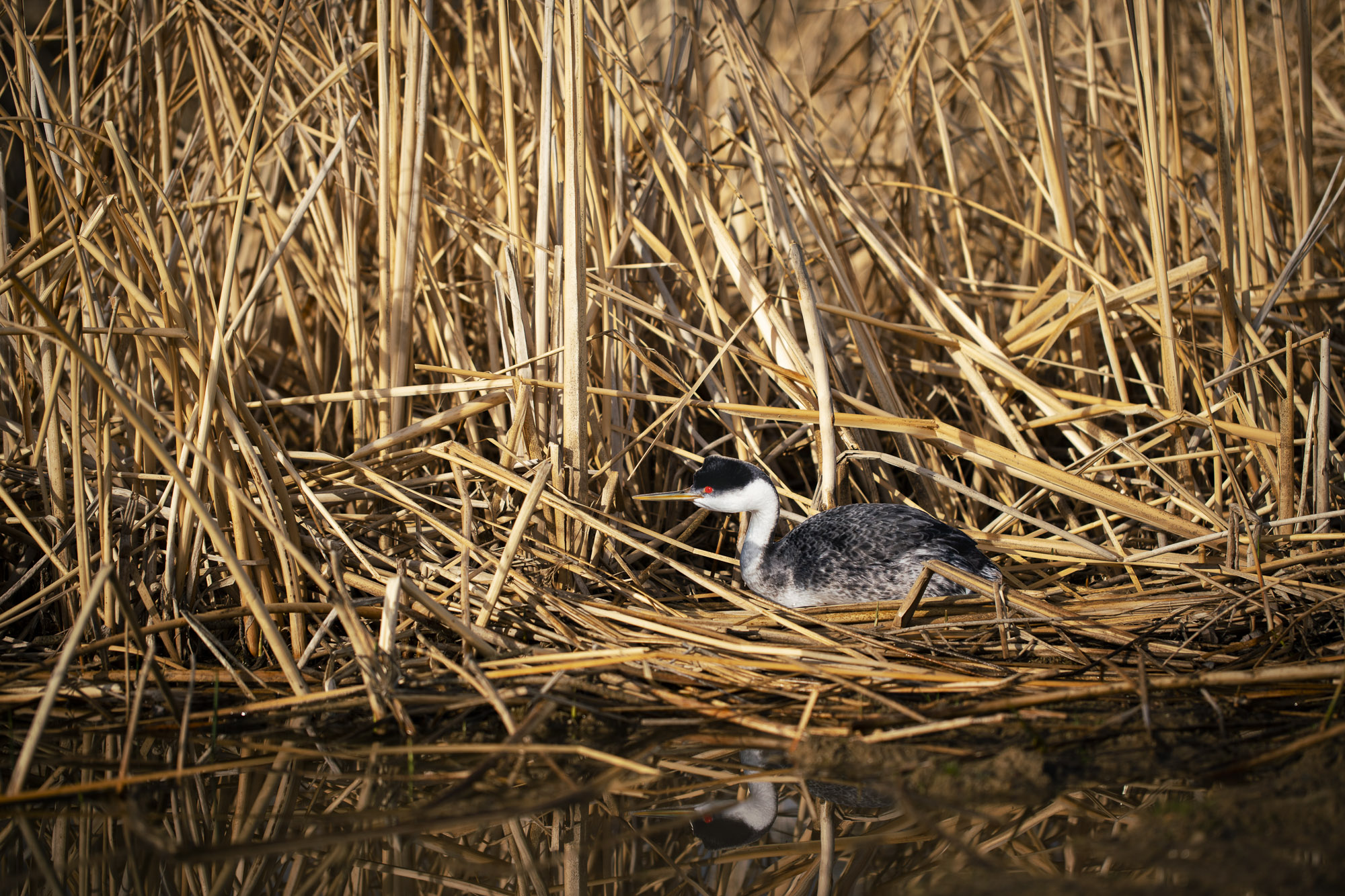 A photograph of a paper cutout of a photo of a Western Grebe sitting on a nest made of dried pond reeds.