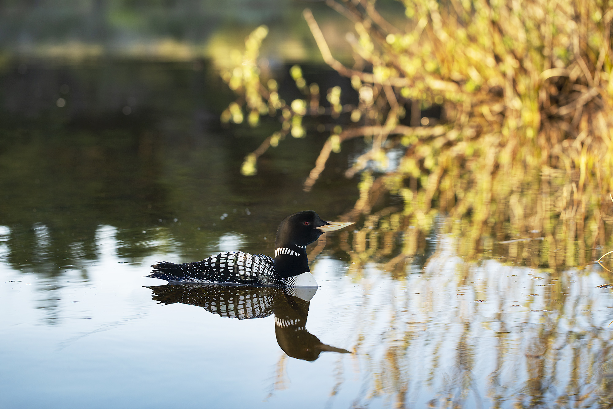 A photograph of a paper cutout of a photo of a Yellow-billed Loon swimming on a pond.