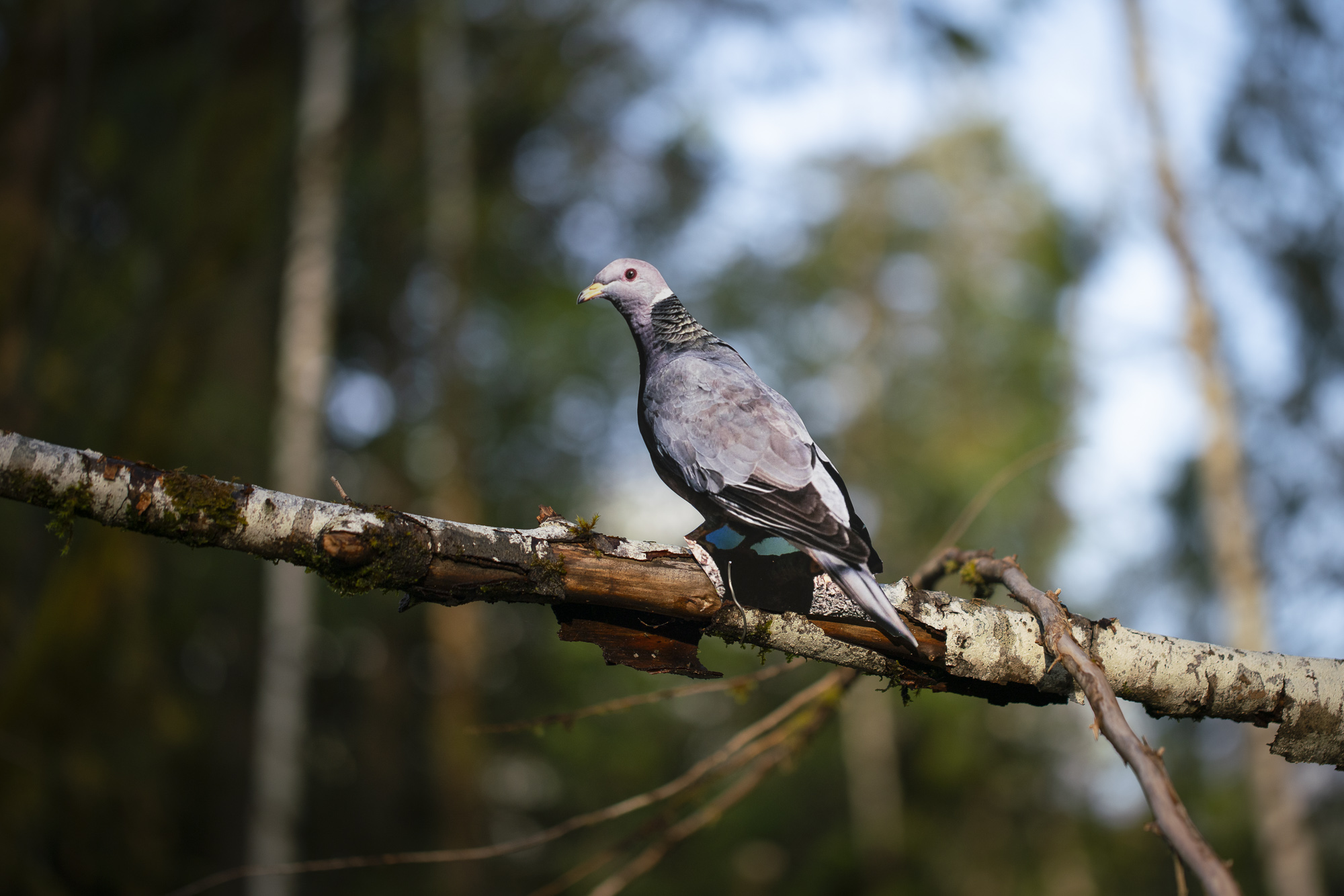 A photograph of a paper cutout of a photo of a “Band-tailed Pigeon” sitting on a horizontal branch surrounded by green foliage of the forest behind it