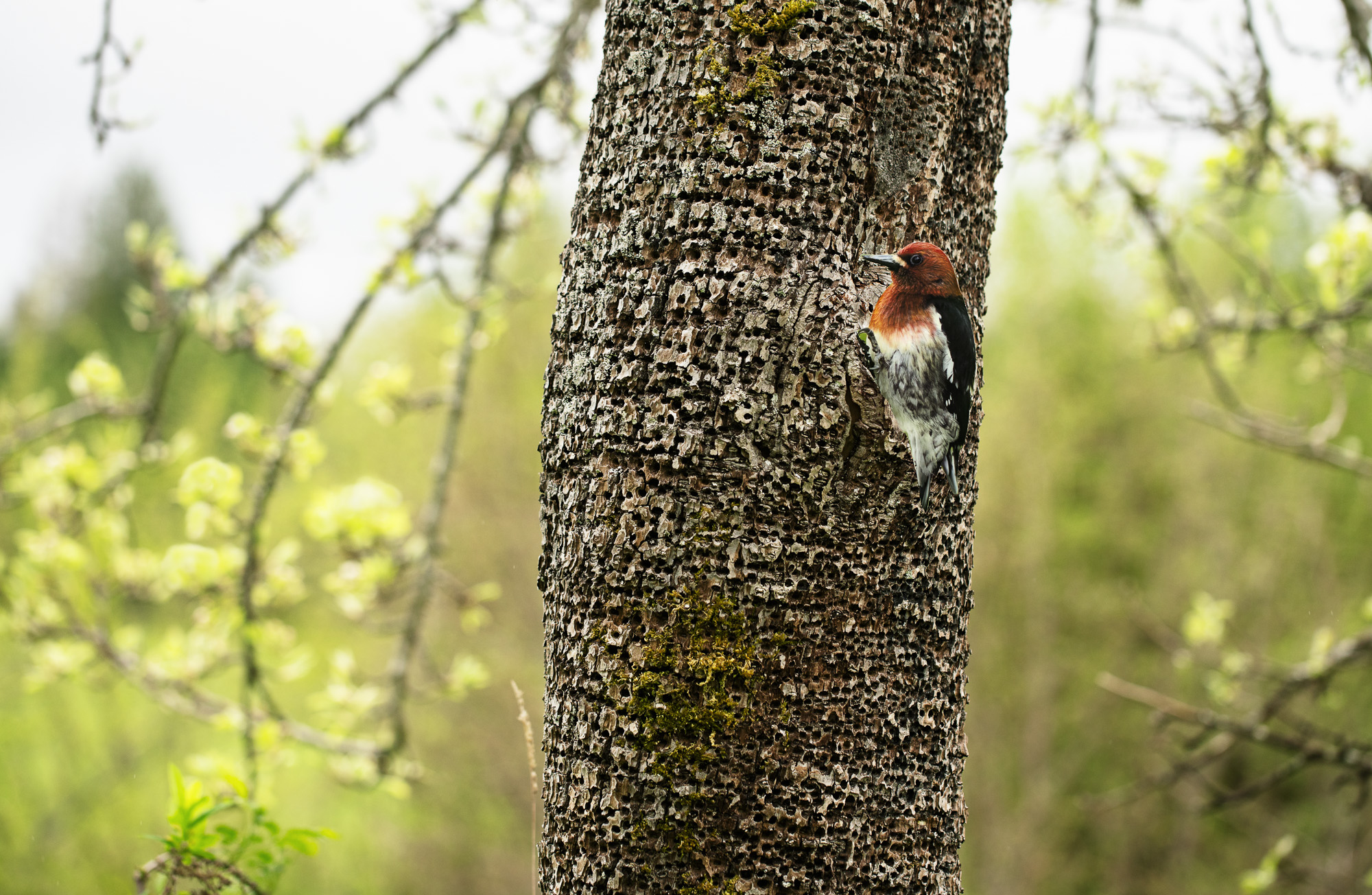 A photograph of a paper cutout of a photo of a "Red-breasted Sapsucker" on a tree trunk full of holes drilled by sapsuckers.