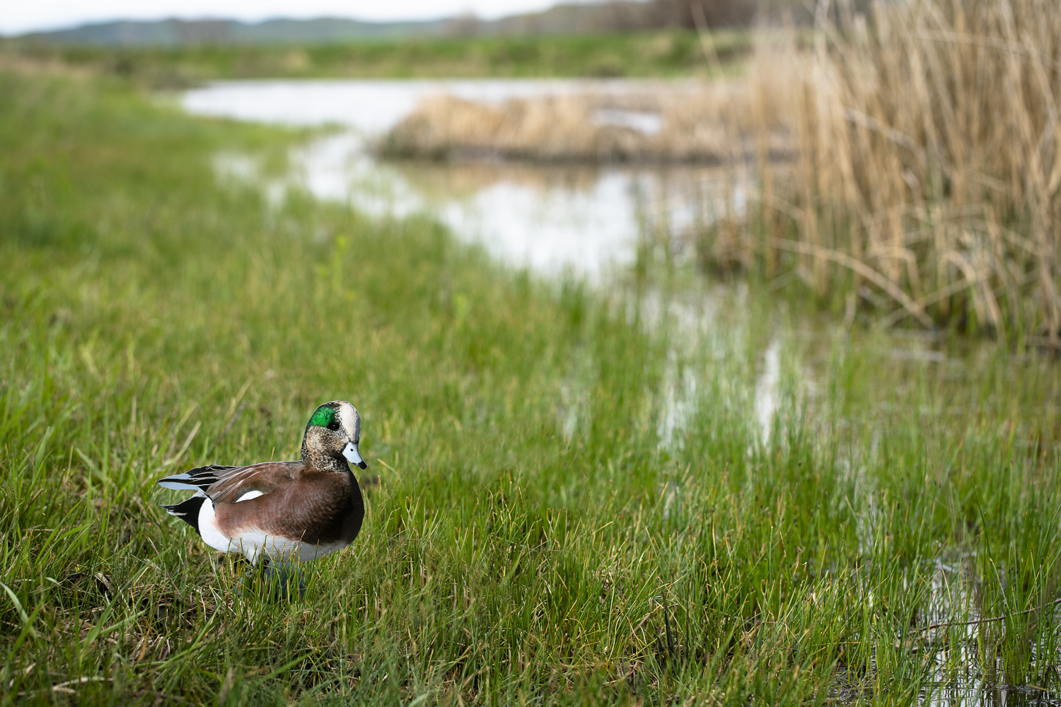 A photograph of a paper cutout of a photo of an American Wigeon in a marshy field with grass, cattails, and a pond.