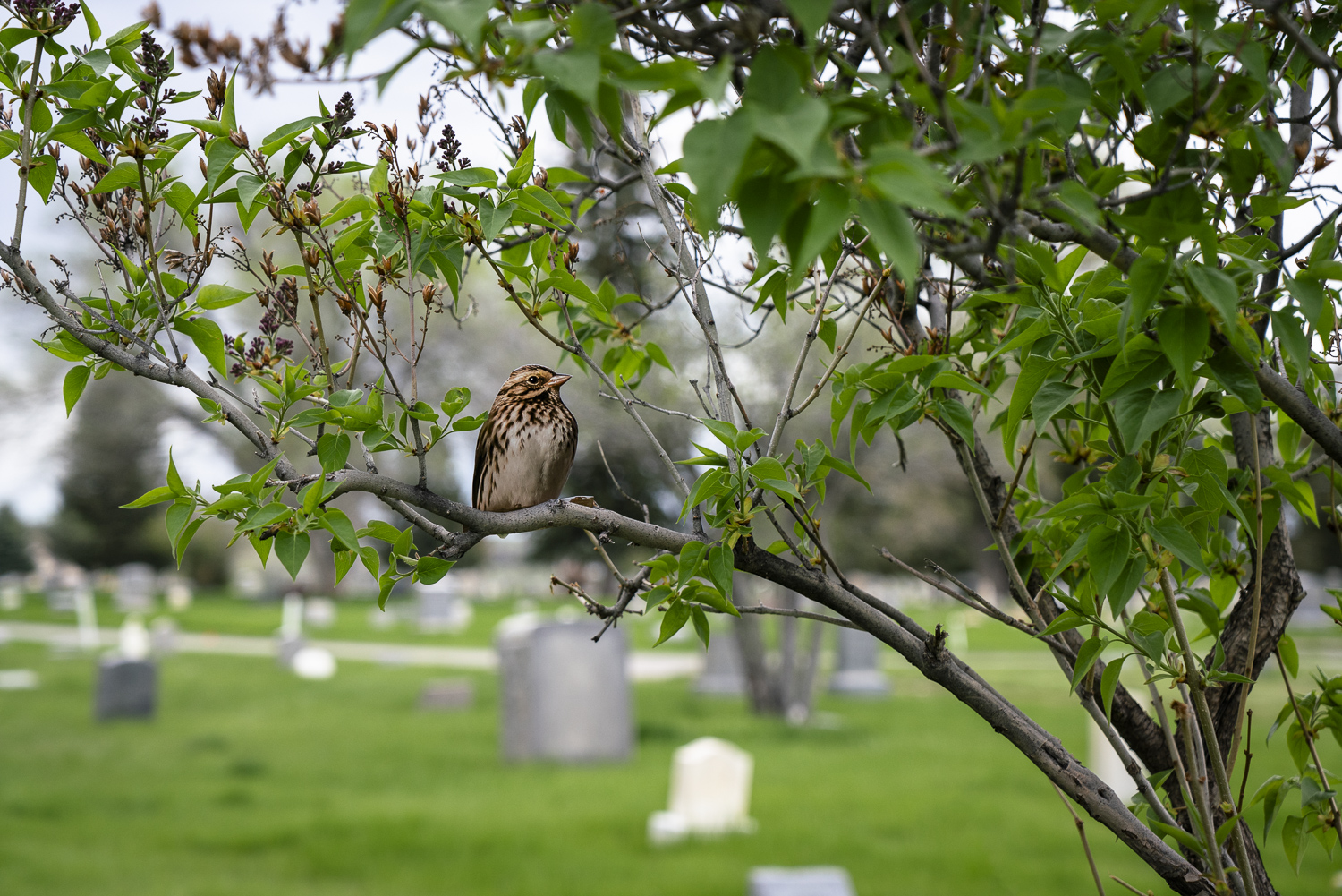 A photograph of a paper cutout of a photo of a Baird's Sparrow in a small tree with out-of-focus gravestones of a cemetery in the background.