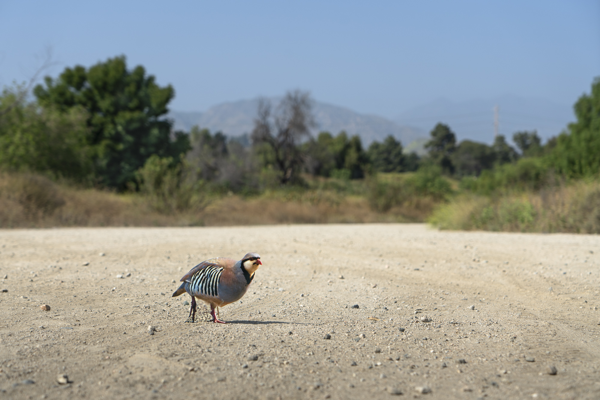 A photograph of a paper cutout of a photo of a “Chukar “running across a dusty road