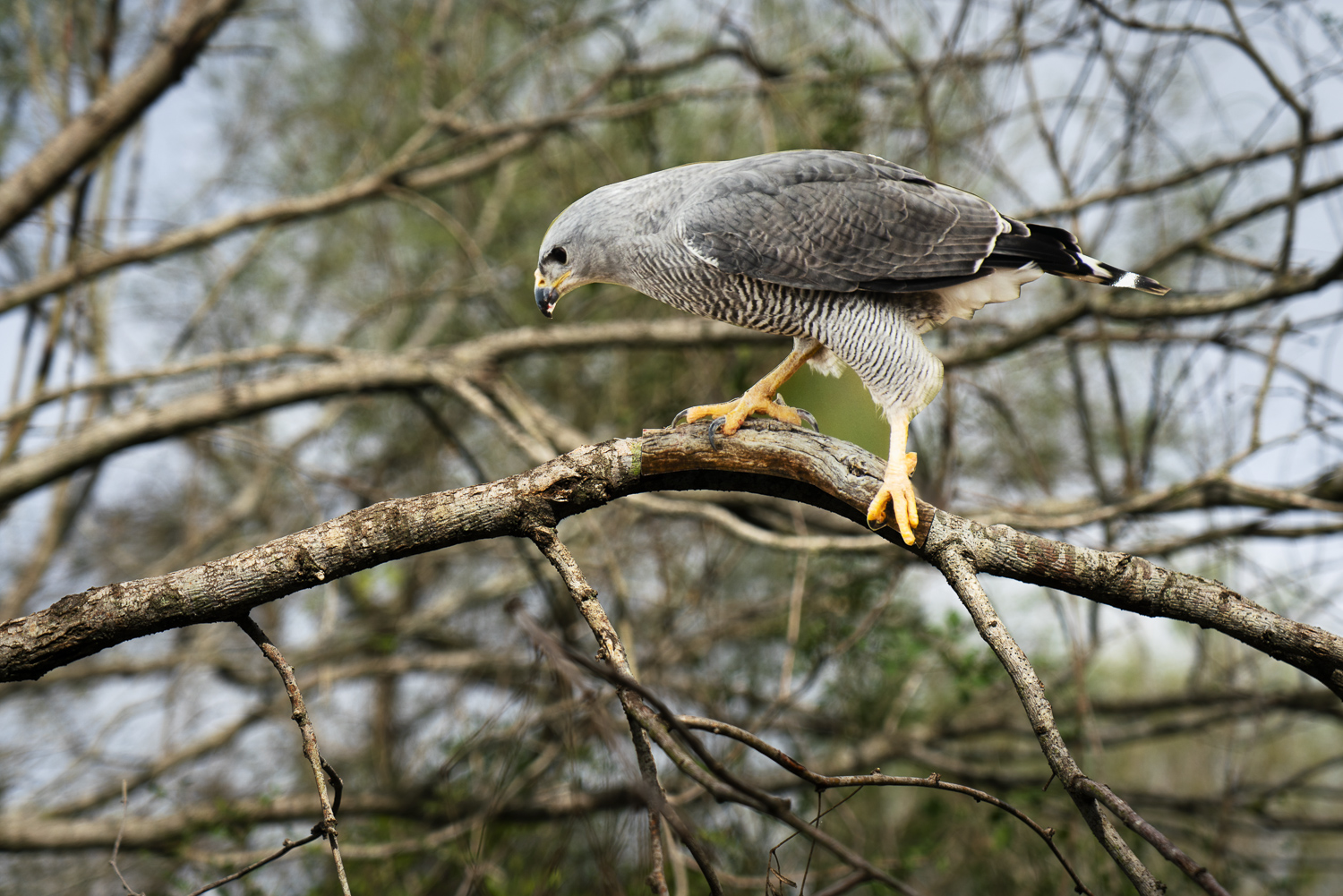 A photograph of a paper cutout of a photo of a Gray Hawk perched on a branch looking for prey below it.