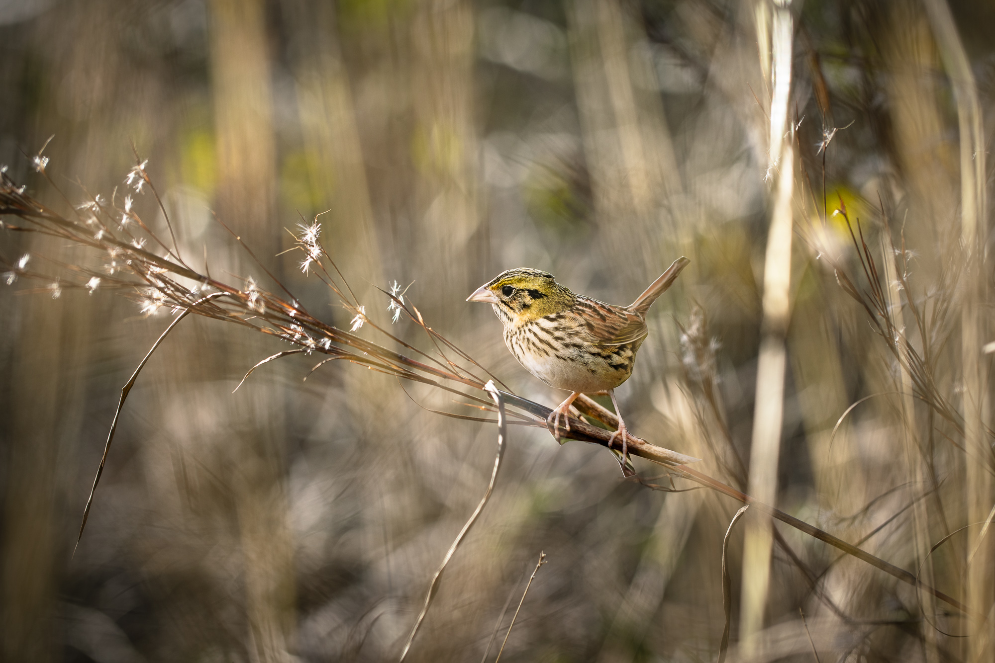 A photograph of a paper cutout of a photo of a Henslow’s Sparrow on a stalk of dried grass.