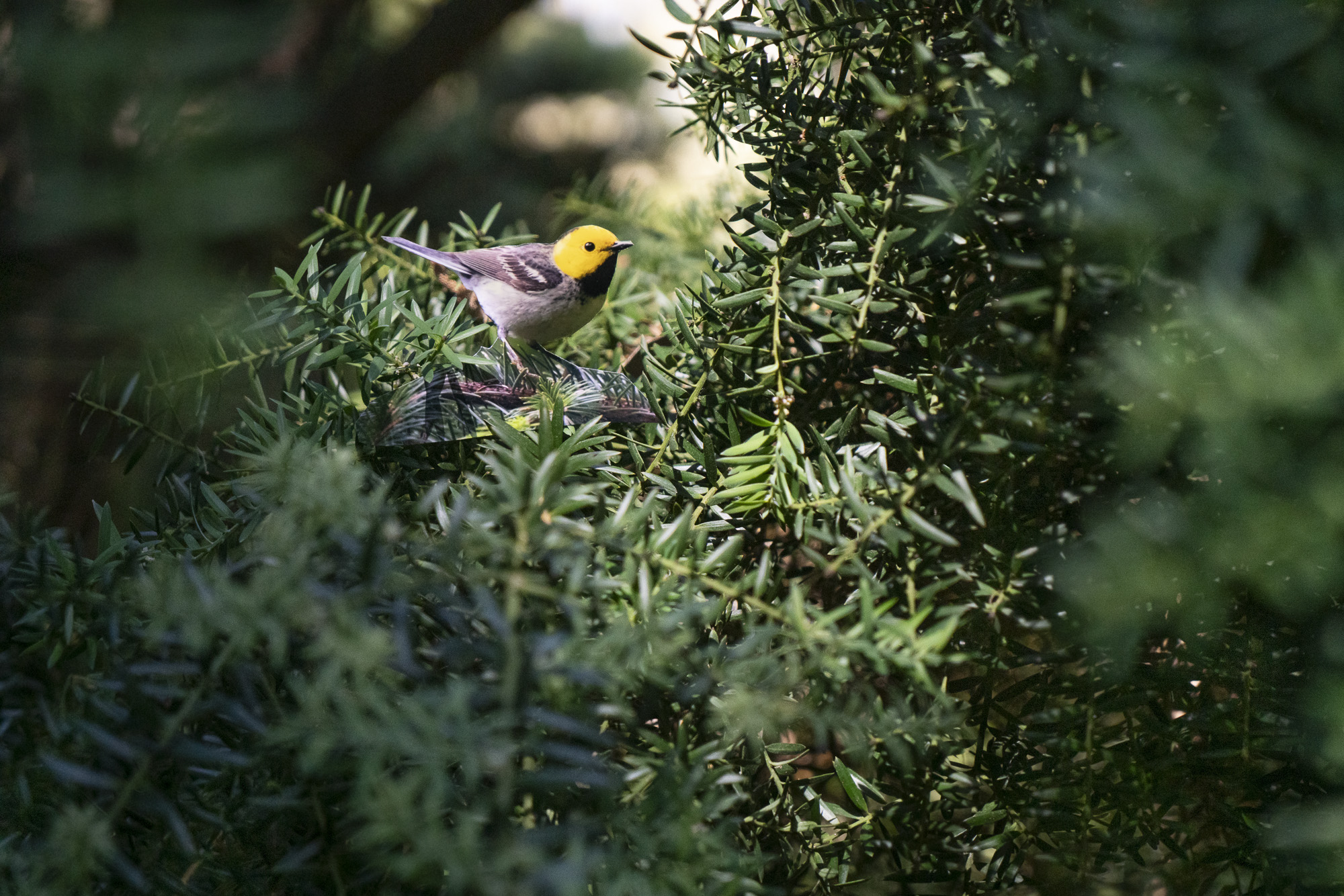 A photograph of a paper cutout of a photo of a Hermit Warbler in a pine tree