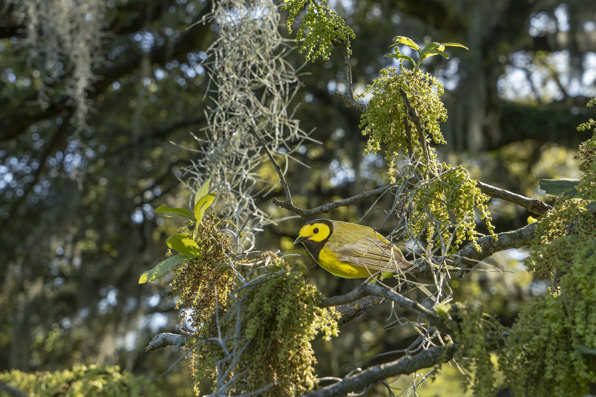 A photograph of a paper cutout of a photo of a Hooded Warbler perched in a tree.