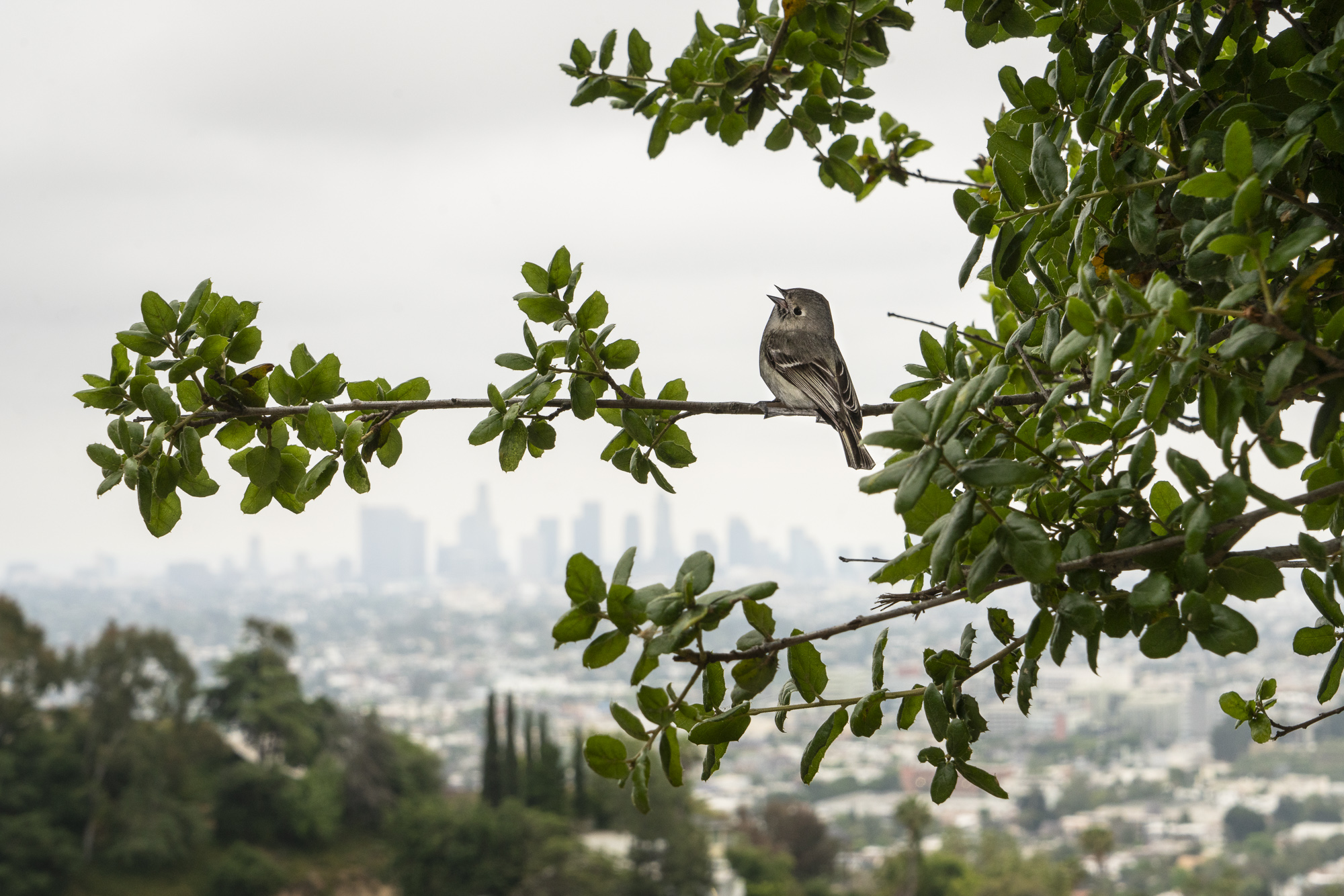 A photograph of a paper cutout of a photo of a Hutton’s Vireo in a tree in a park with a distant urban skyline in the background.